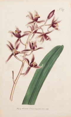 Epidendrum Aloe-leaved, Epdendrum aloides Placa 387