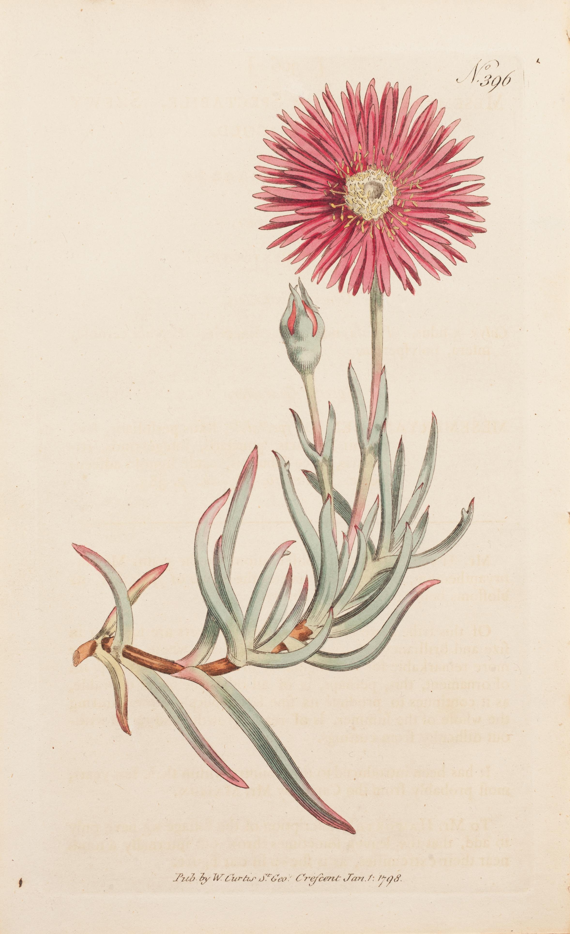 William Curtis Still-Life Print – Feigen-Kringelblume Schillernd, Mesembryanthem spectabile Tafel 396