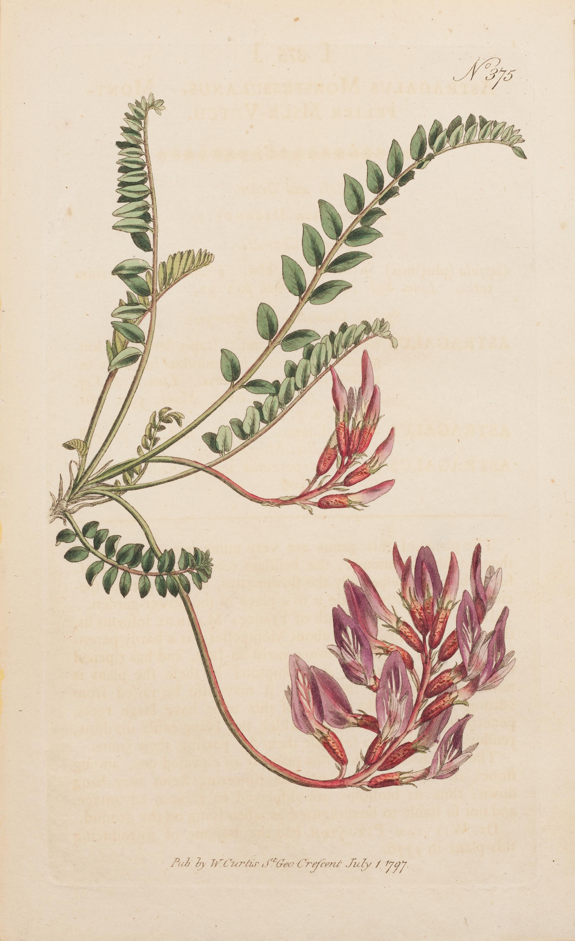 William Curtis Landscape Print - Milk-vetch Montpelier, Astragalus monspessulanus Plate 375