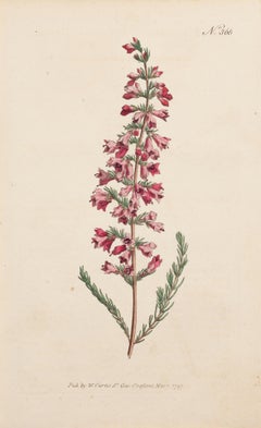 ------- Piramidale, ------- Pyramidalis Piastra 366