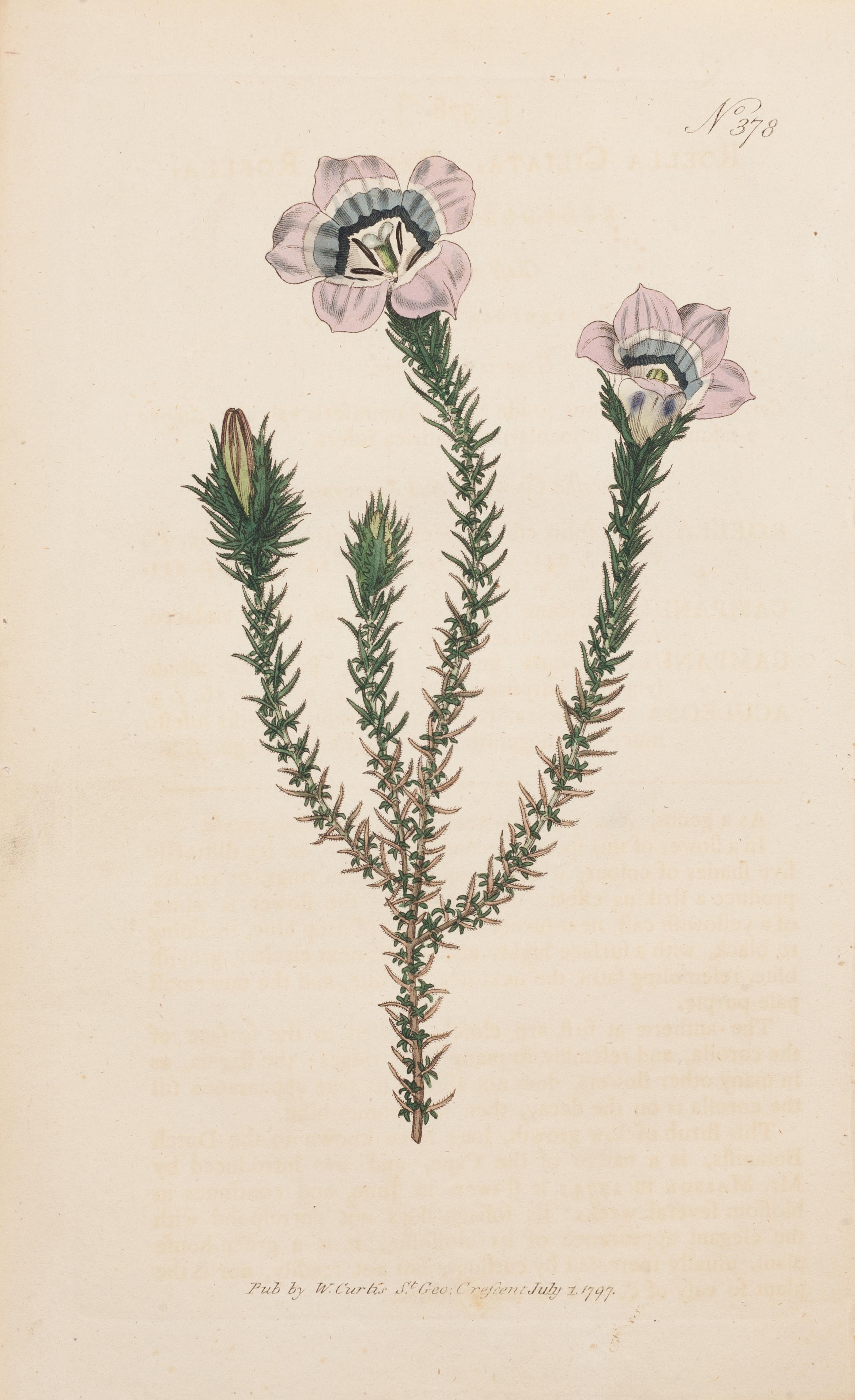 Roella stachelig, Roella ciliata Tafel 378