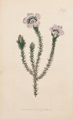 Roella Prickly, Roella ciliata Plate 378