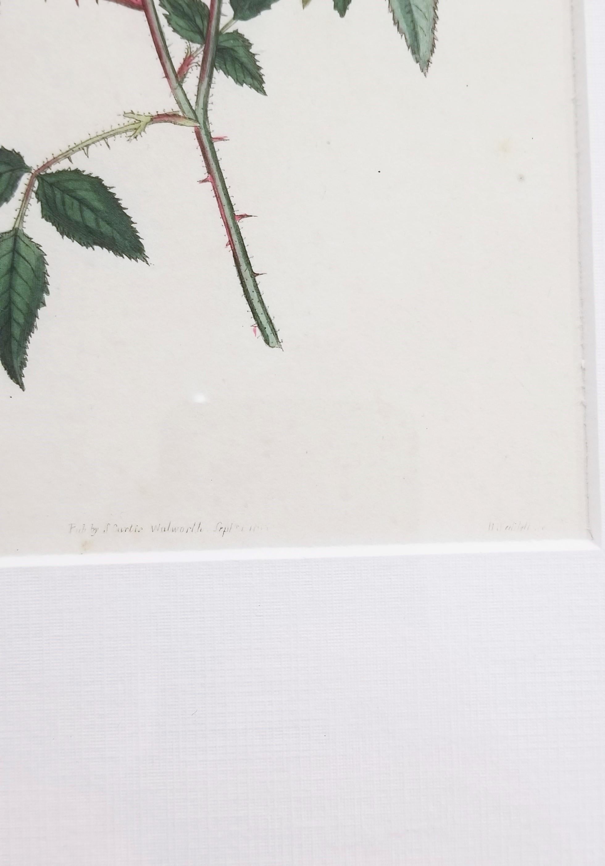 Rosa Semperflorens Minima Miss Lawrence's Rose /// English Botanical Engraving For Sale 5