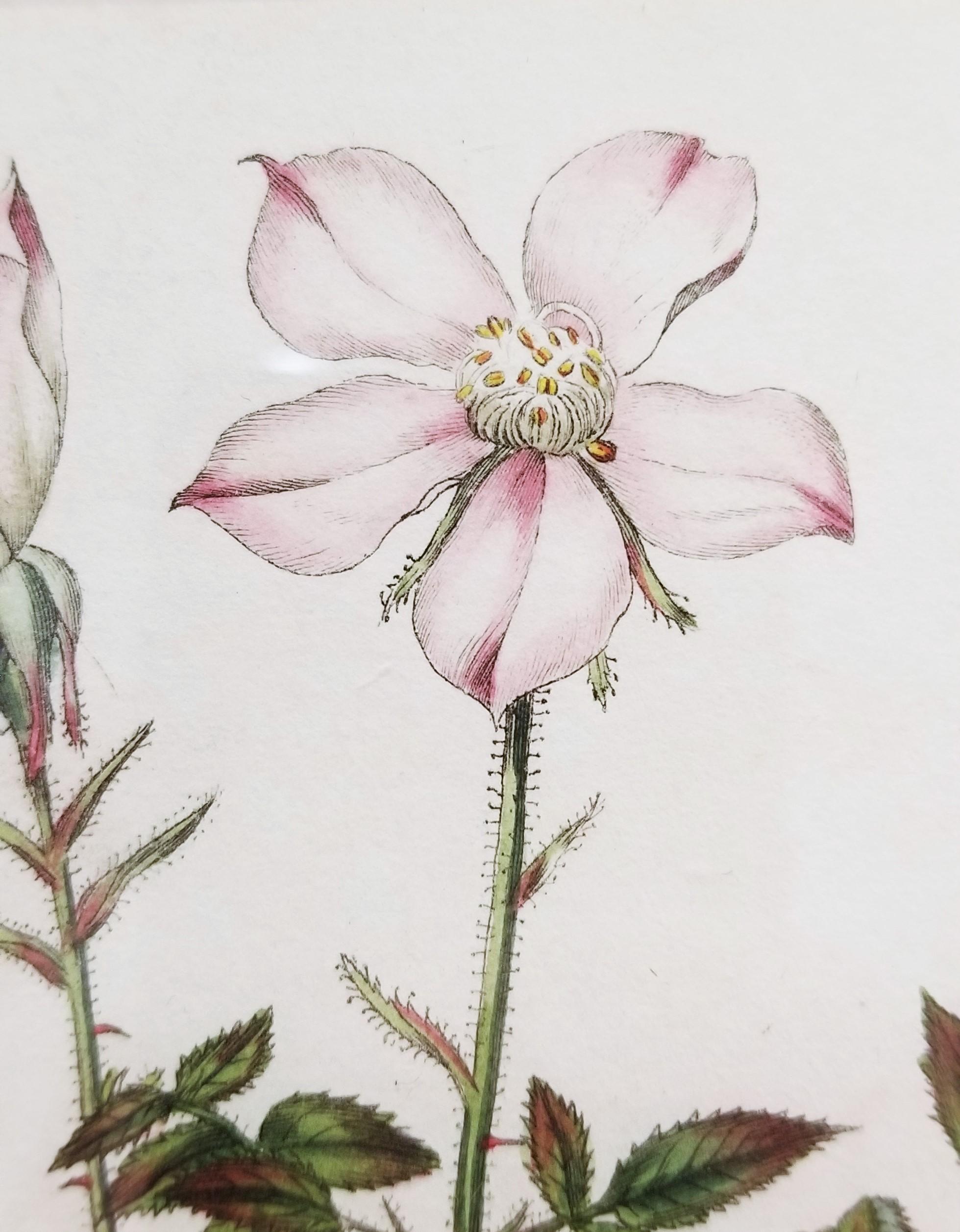 Rosa Semperflorens Minima Miss Lawrence's Rose /// English Botanical Engraving For Sale 7