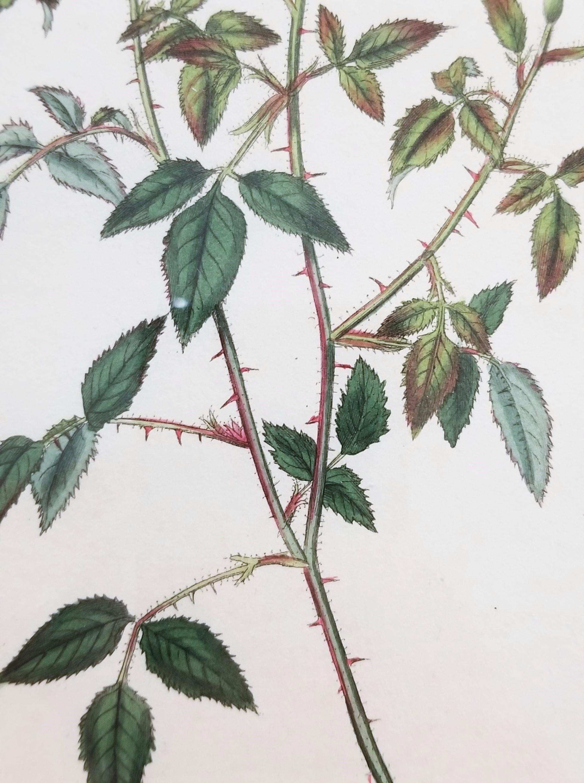 Rosa Semperflorens Minima Miss Lawrence's Rose /// English Botanical Engraving For Sale 8