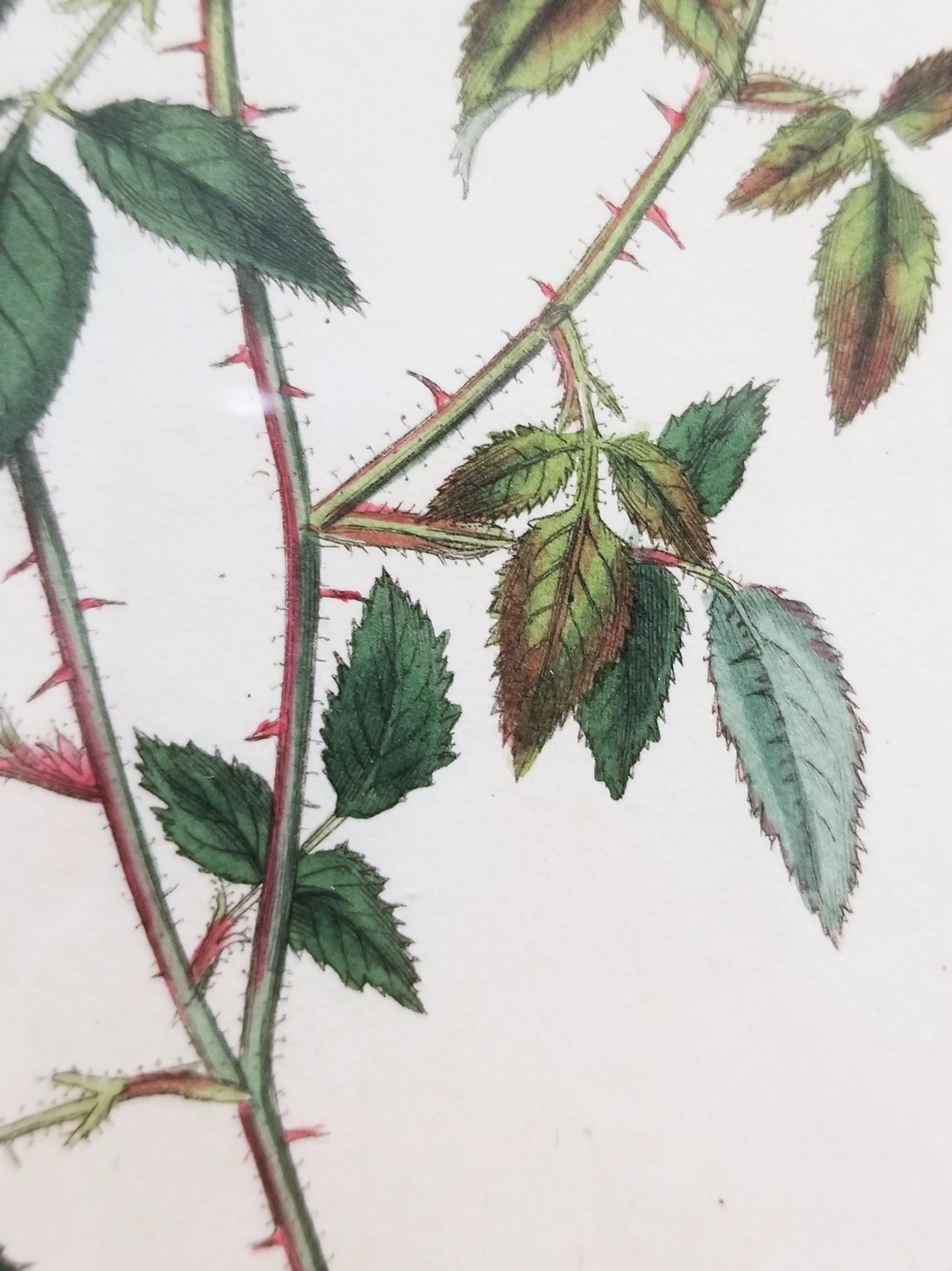 Rosa Semperflorens Minima Miss Lawrence's Rose /// English Botanical Engraving For Sale 9
