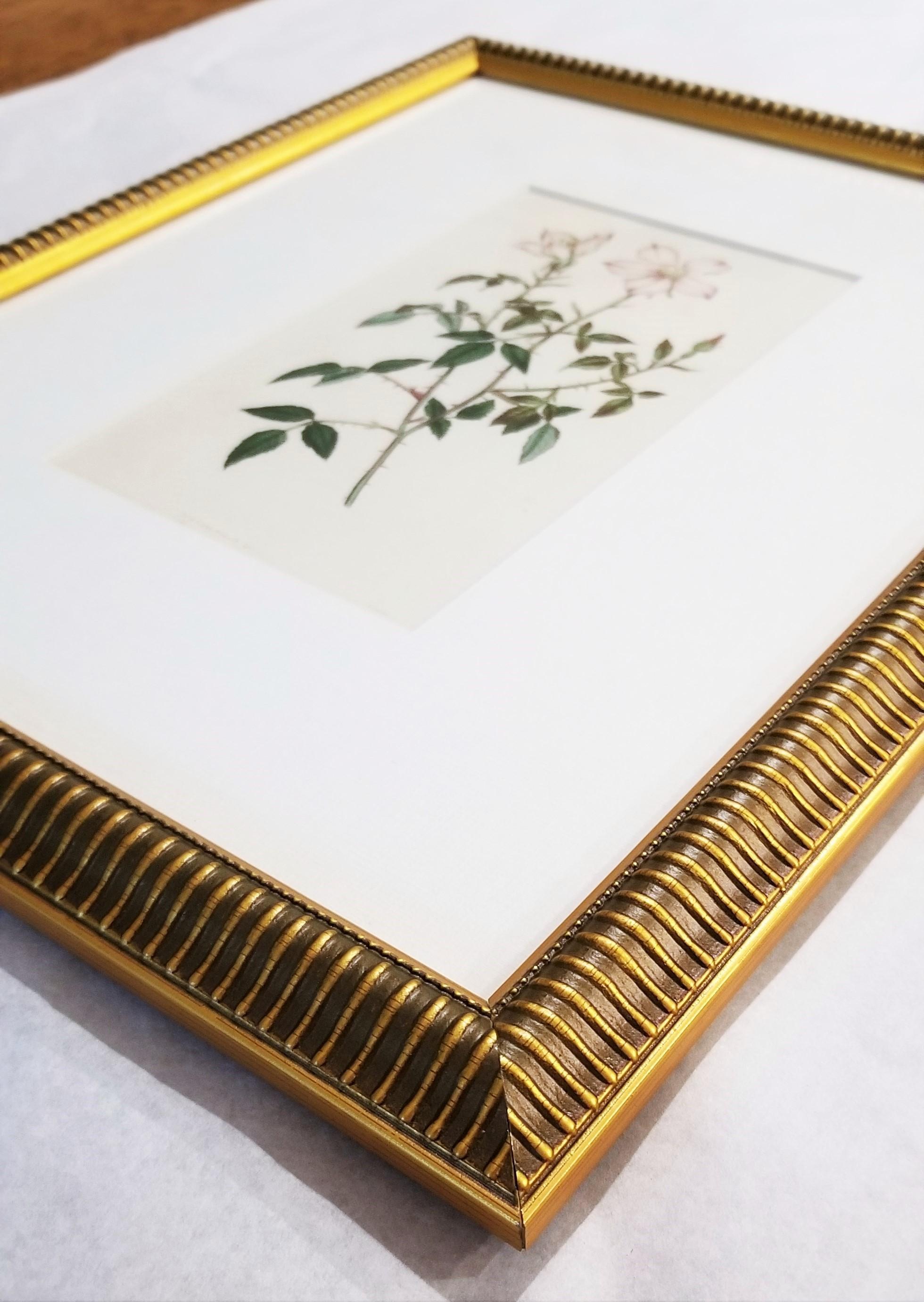 Rosa Semperflorens Minima Miss Lawrence's Rose /// English Botanical Engraving For Sale 10