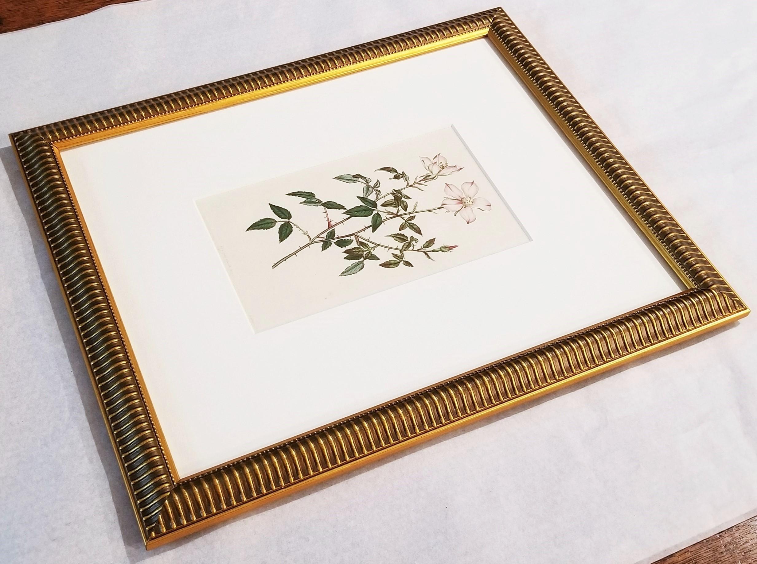 Rosa Semperflorens Minima Miss Lawrence's Rose /// English Botanical Engraving For Sale 11