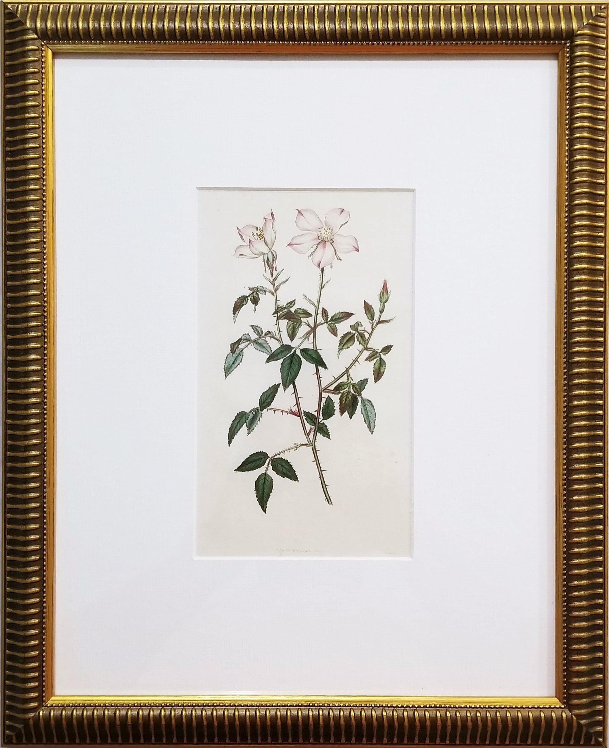 Rosa Semperflorens Minima Miss Lawrence's Rose /// English Botanical Engraving - Print by William Curtis