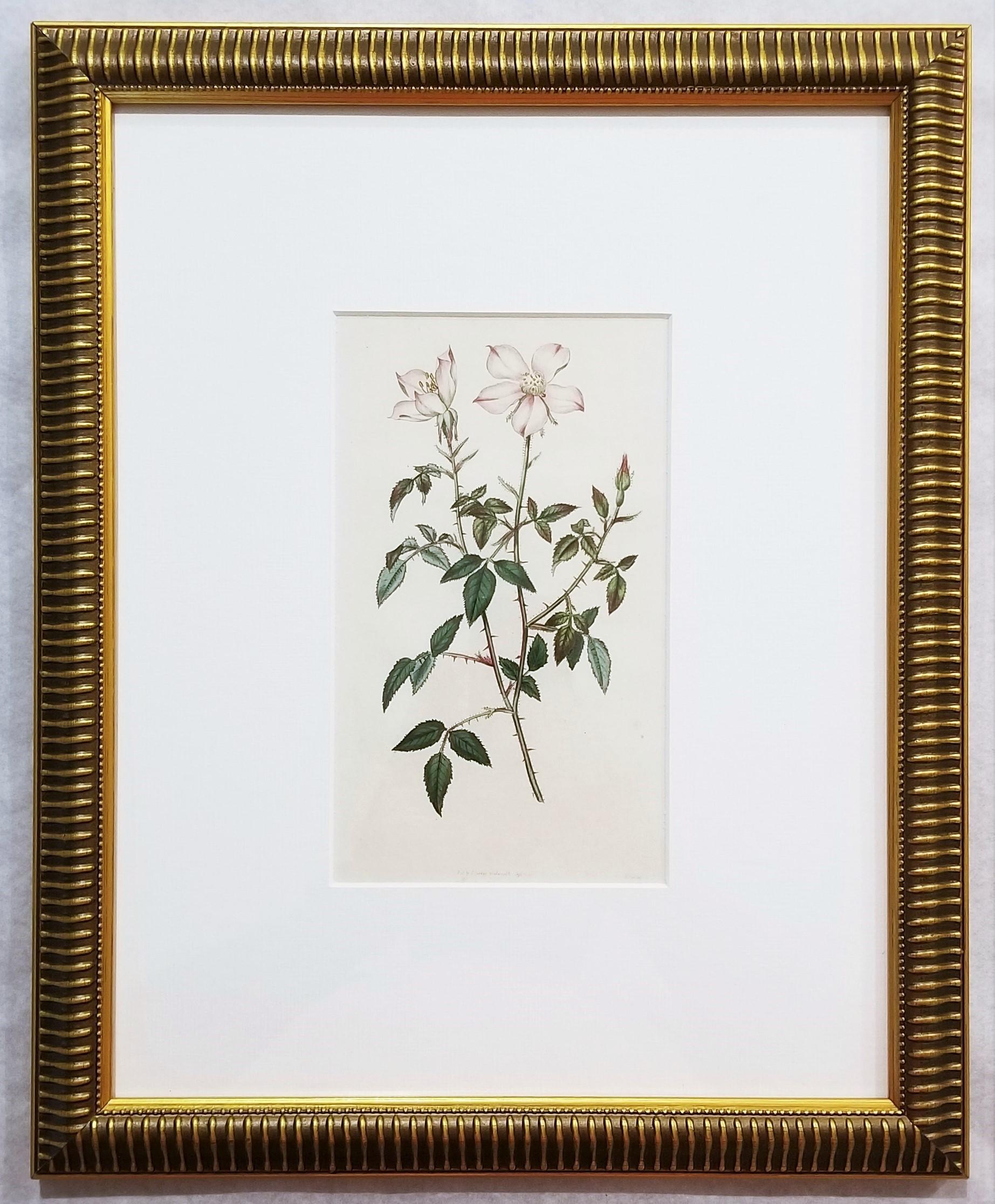 Rosa Semperflorens Minima Miss Lawrence's Rose /// English Botanical Engraving - Victorian Print by William Curtis