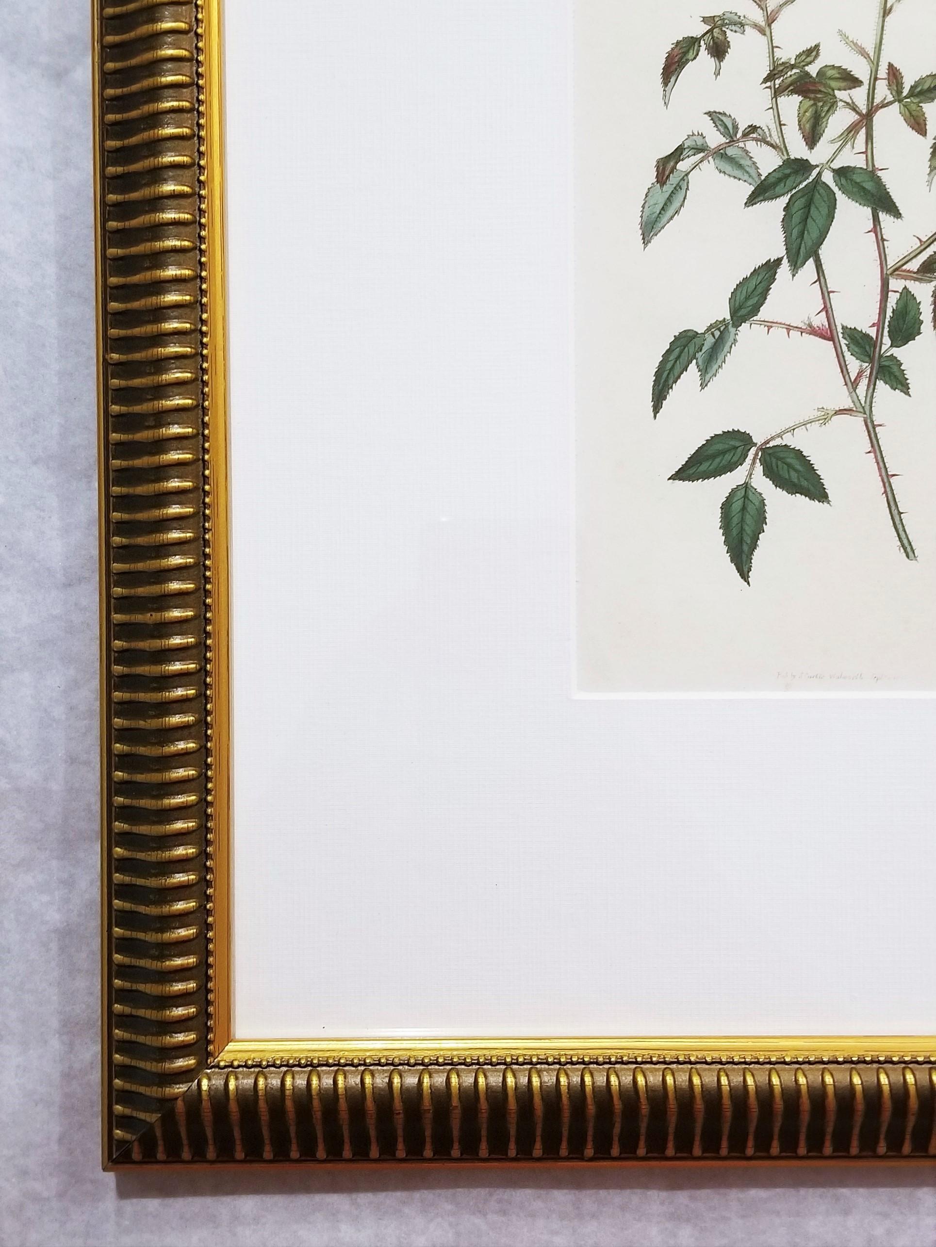 Rosa Semperflorens Minima Miss Lawrence's Rose /// English Botanical Engraving - Gray Still-Life Print by William Curtis