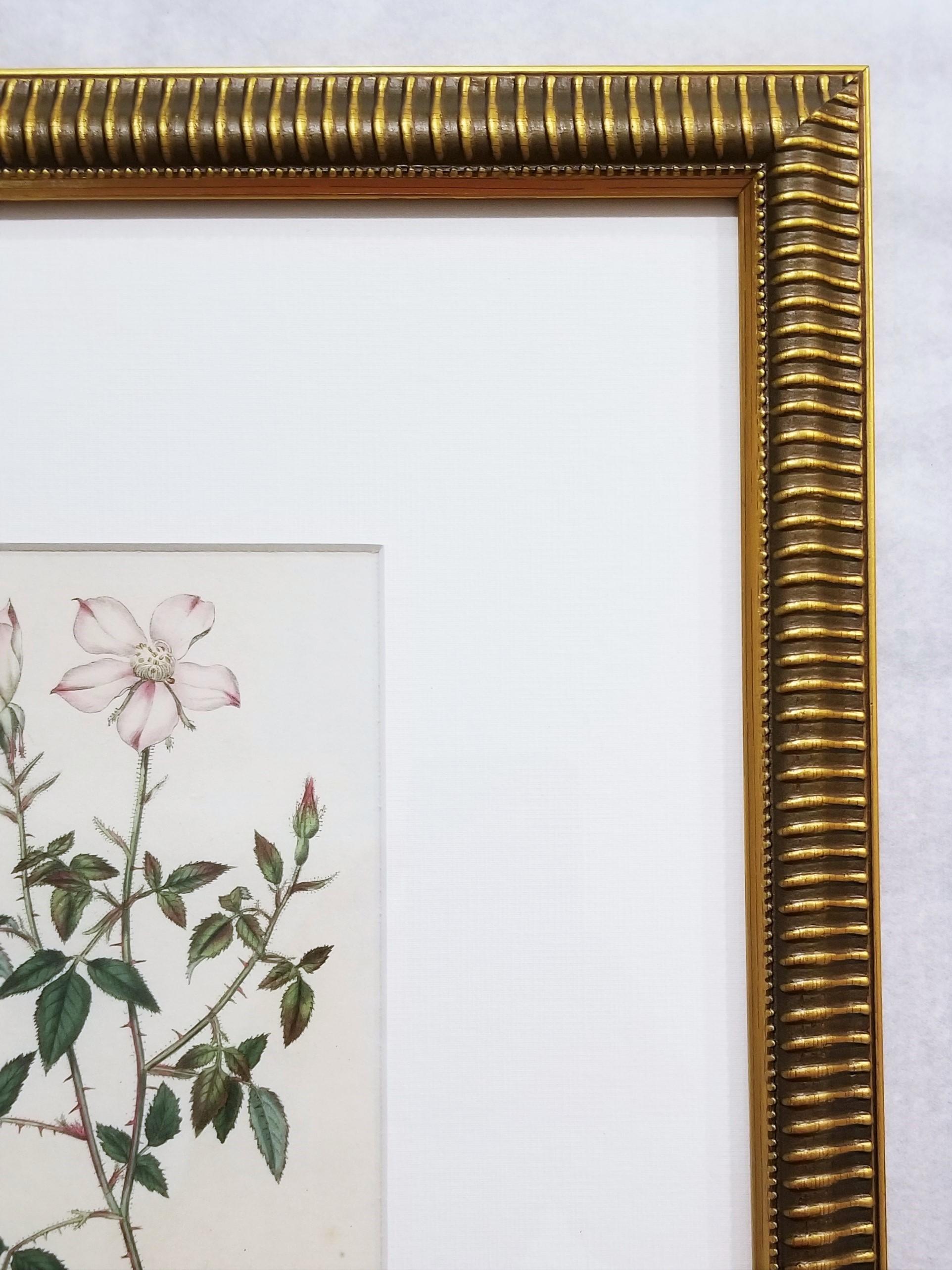 Rosa Semperflorens Minima Miss Lawrence's Rose /// English Botanical Engraving For Sale 1