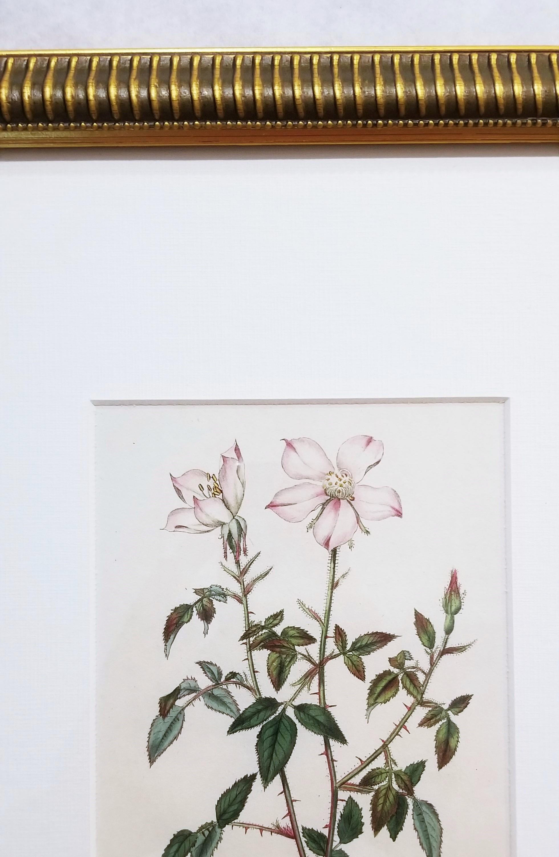 Rosa Semperflorens Minima Miss Lawrence's Rose /// English Botanical Engraving For Sale 3