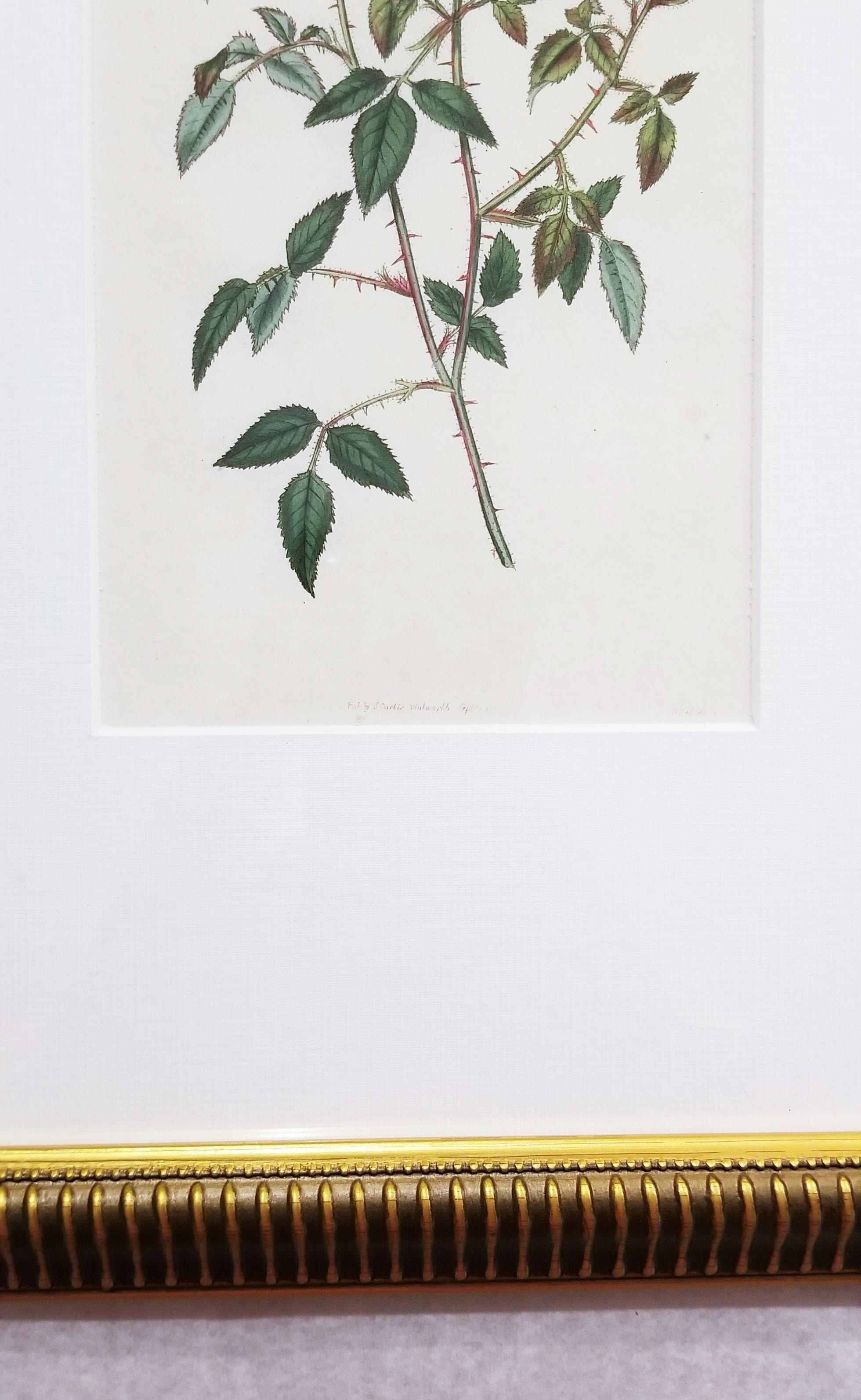 Rosa Semperflorens Minima Miss Lawrence's Rose /// English Botanical Engraving For Sale 4
