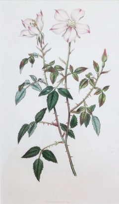 Rosa Semperflorens Minima Miss Lawrence's Rose /// Incisione botanica inglese