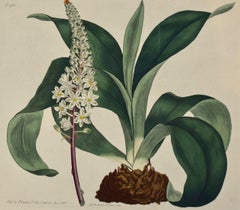 Antique Sea Onion & Crinum Plants: A Pair of 19th Century Hand-colored Curtis Engravings