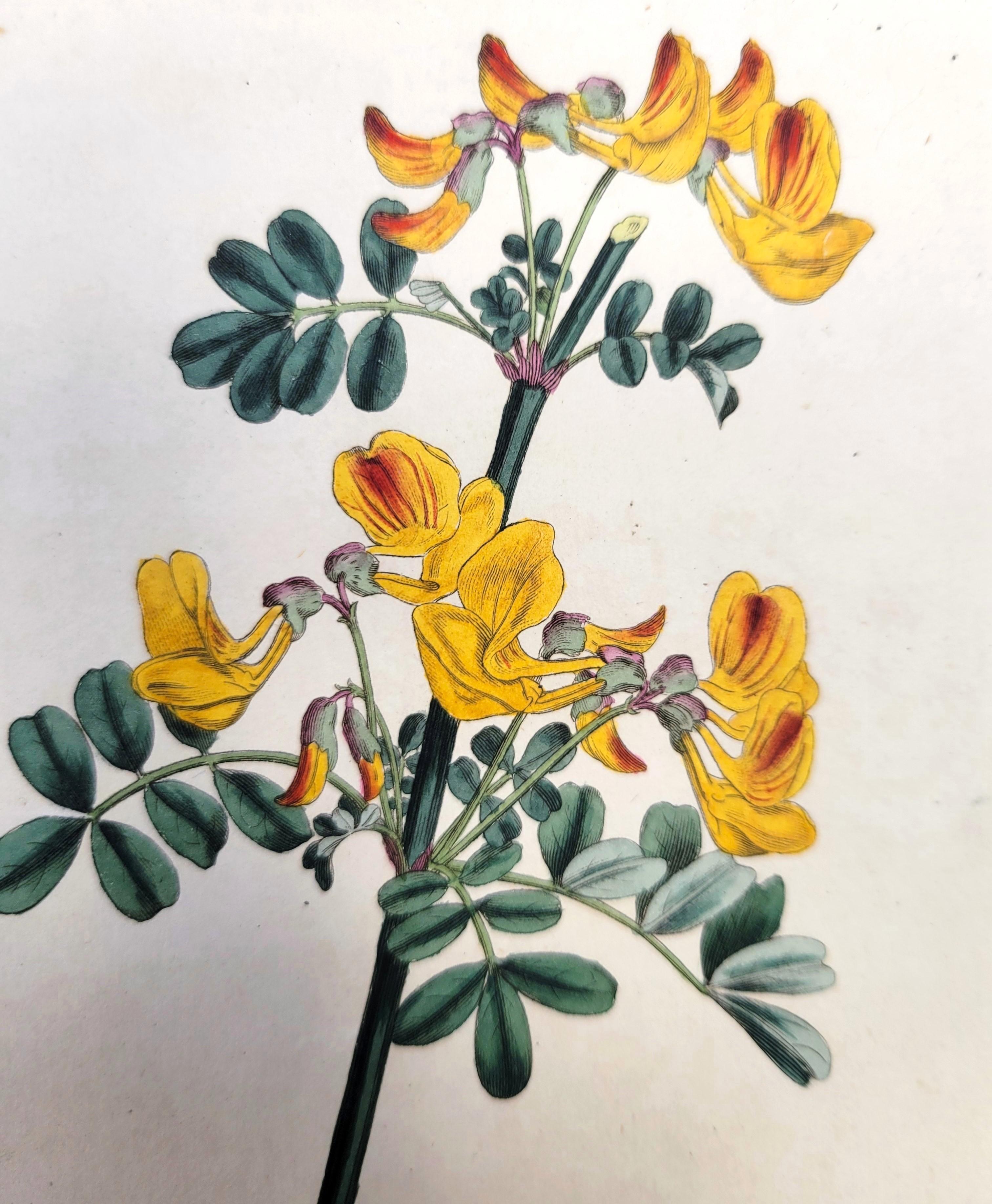 Set of Six Hand-Colored Engravings from Curtis's Botanical Magazine /// Botany For Sale 5