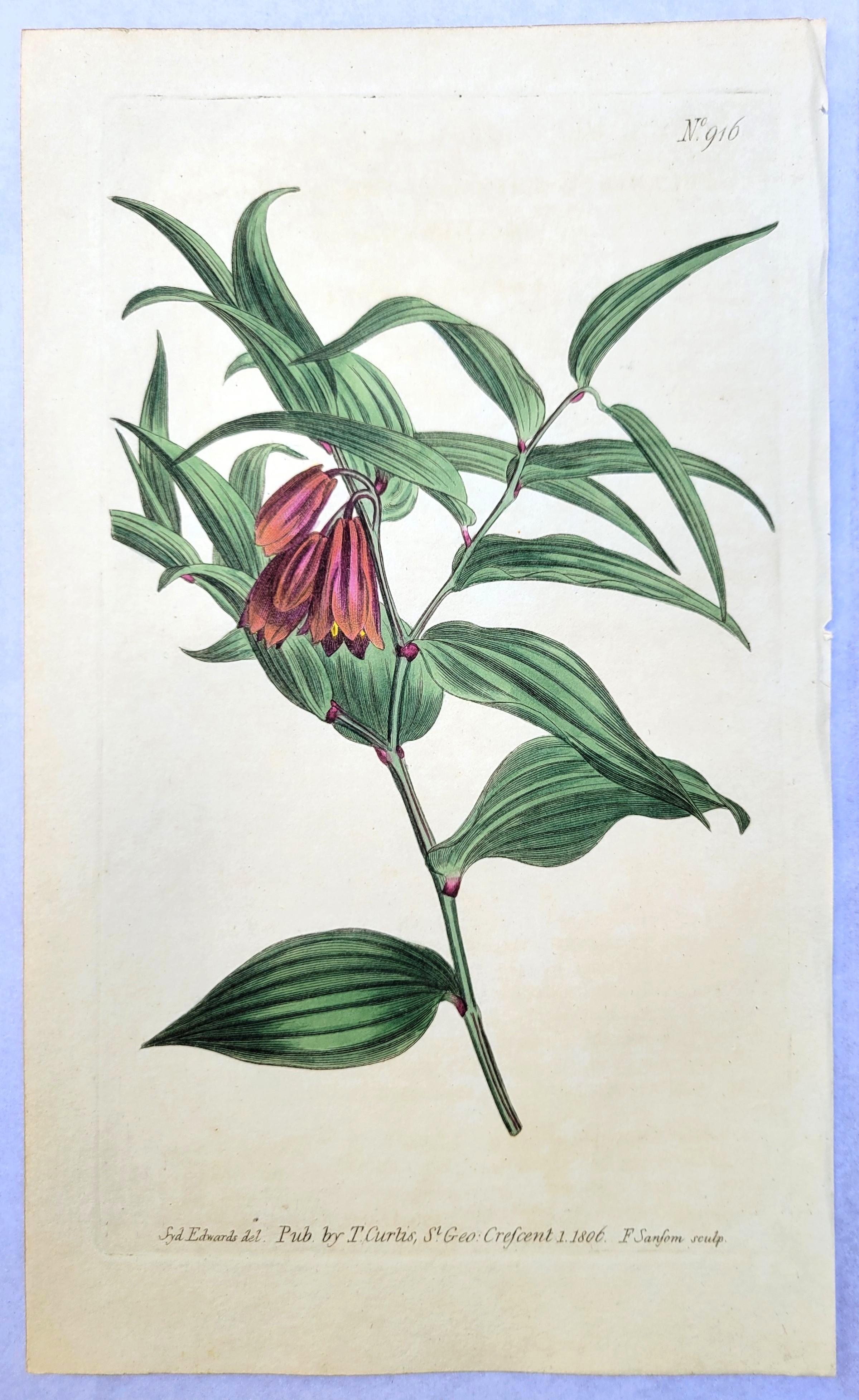 Set of Six Hand-Colored Engravings from Curtis's Botanical Magazine /// Botany For Sale 5