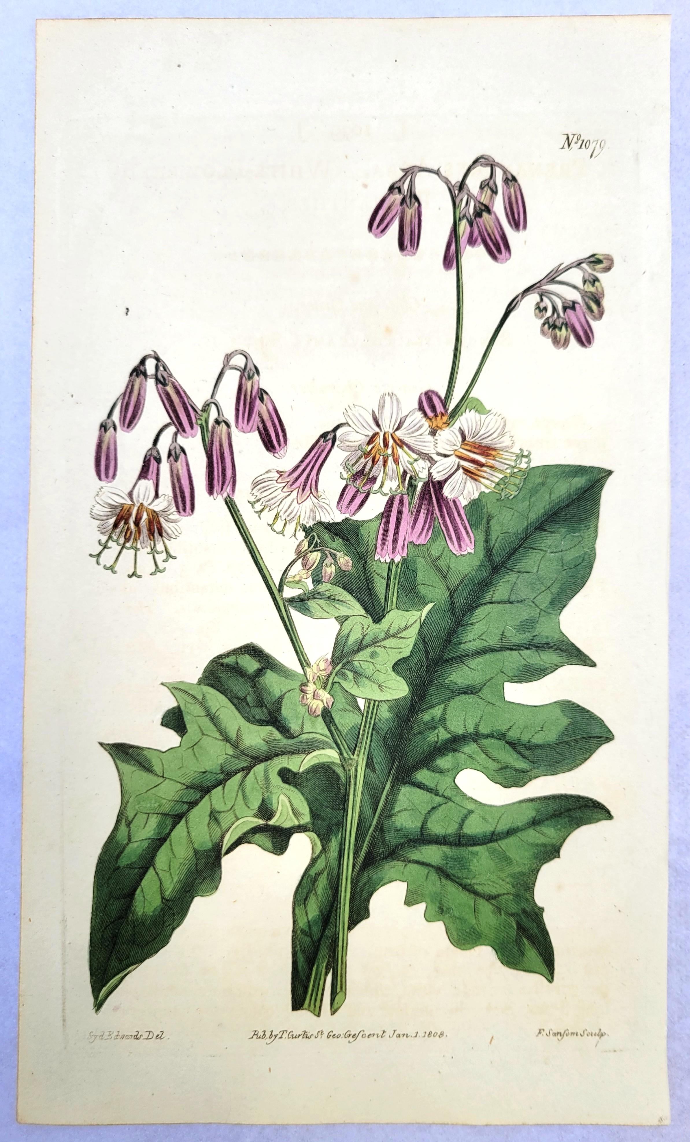 Ensemble de six gravures colorées à la main du magazine botanique de Curtis /// Botany en vente 5