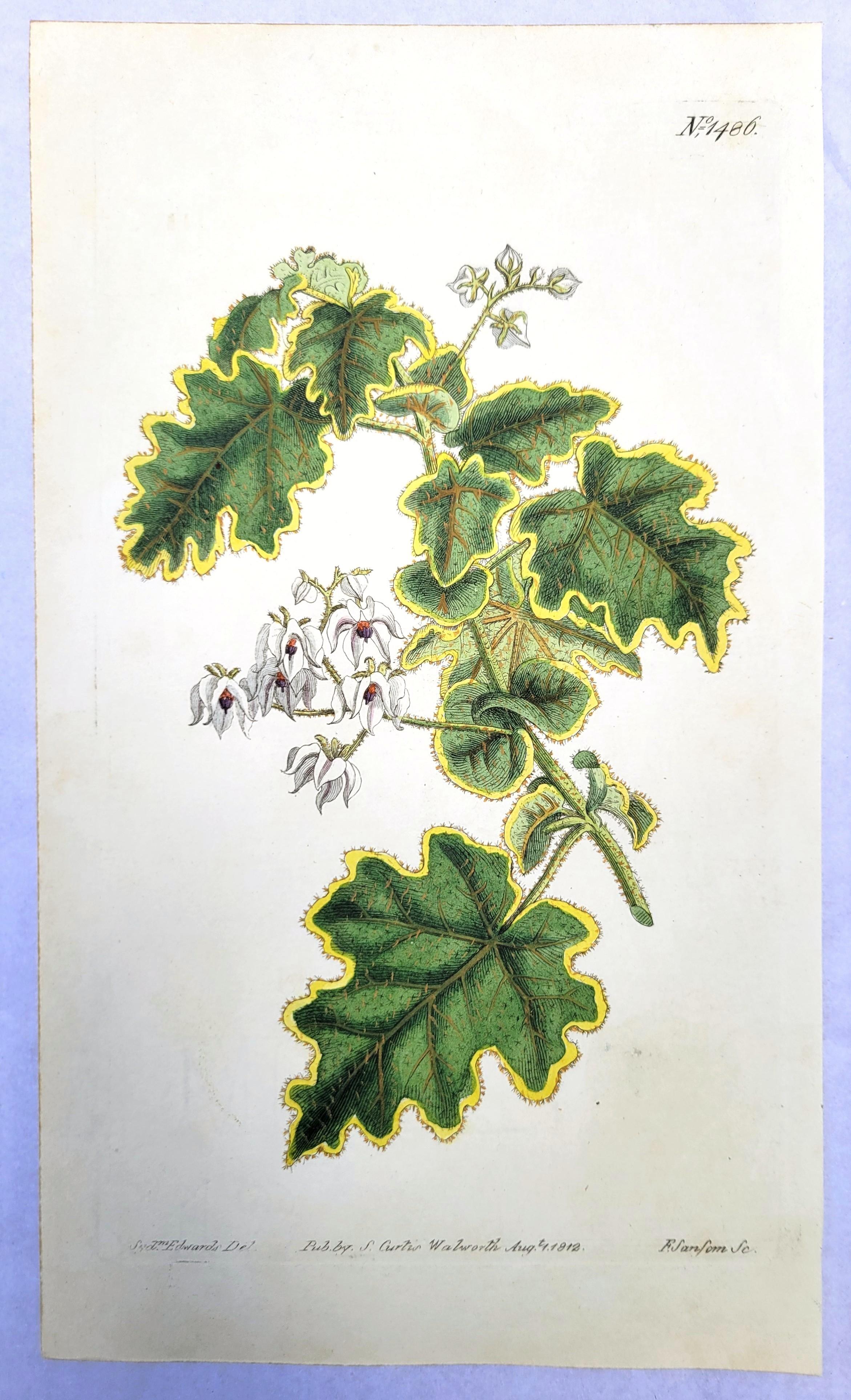 Set of Six Hand-Colored Engravings from Curtis's Botanical Magazine /// Botany For Sale 6