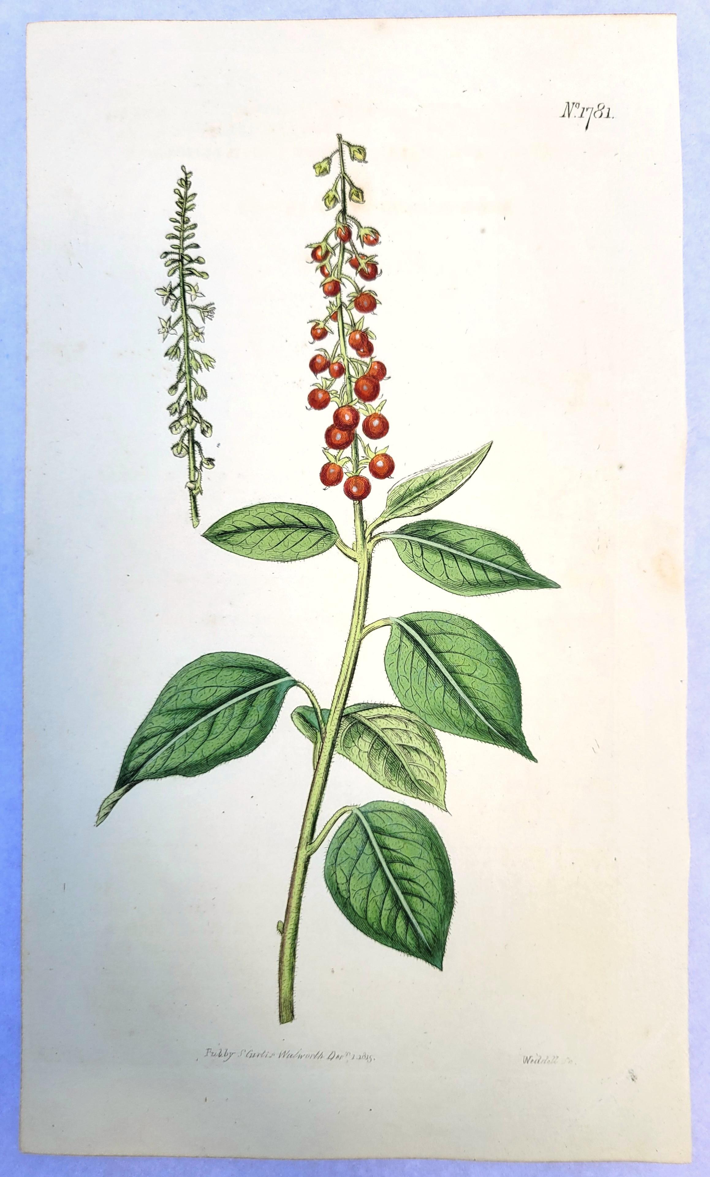 Conjunto de seis grabados coloreados a mano de la Revista Botánica de Curtis /// Botánica en venta 6