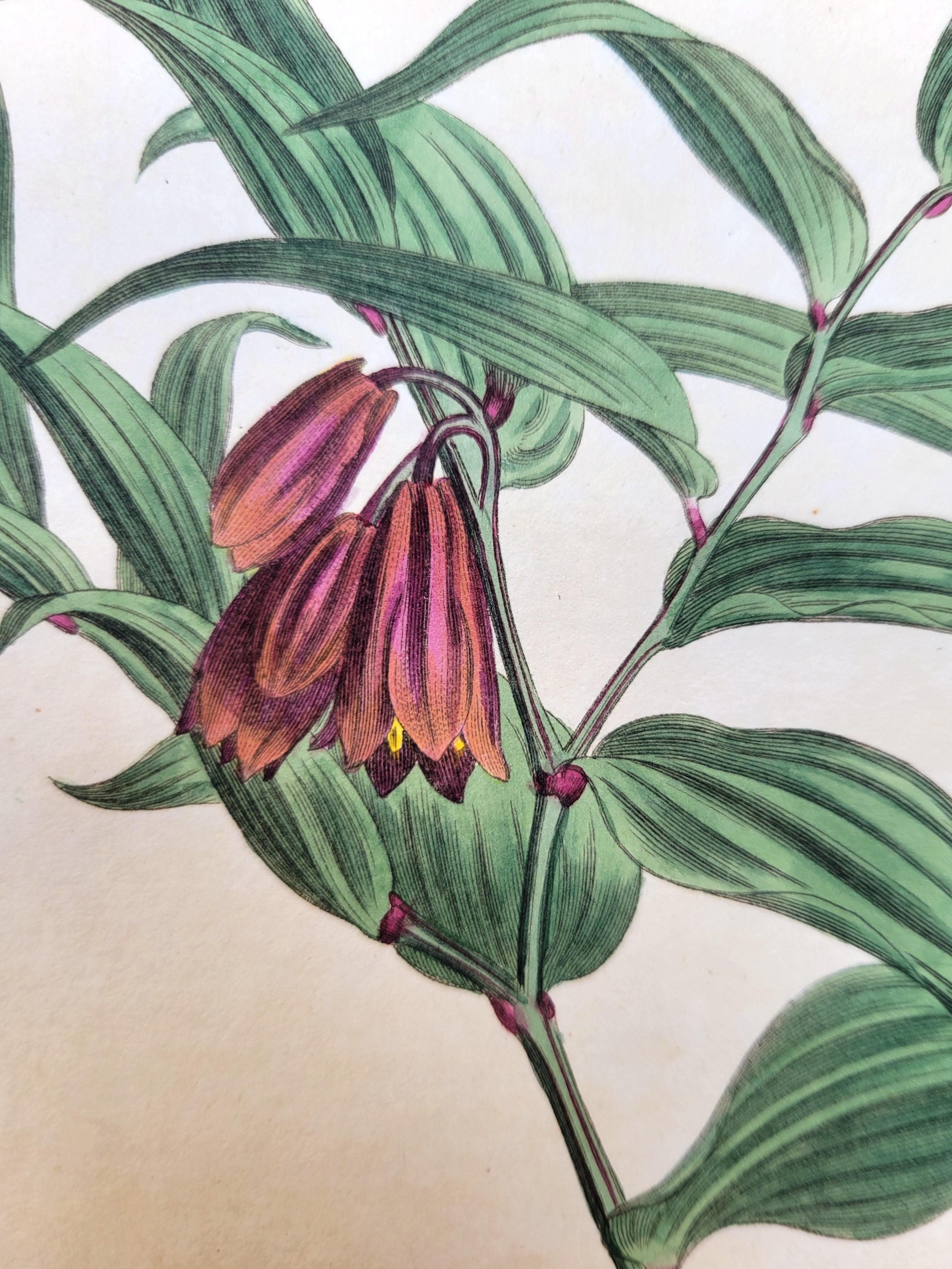 Set of Six Hand-Colored Engravings from Curtis's Botanical Magazine /// Botany For Sale 6