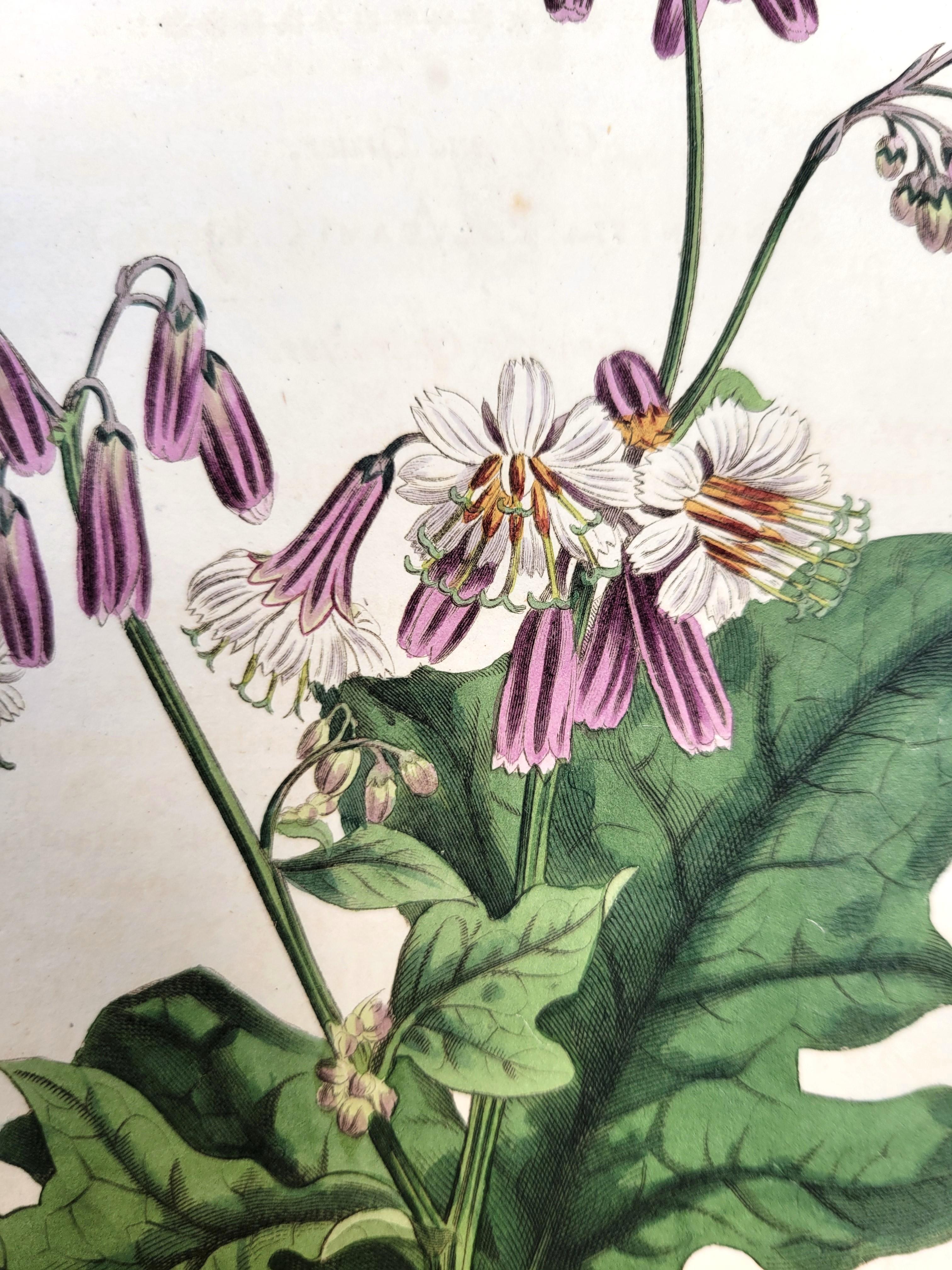 Ensemble de six gravures colorées à la main du magazine botanique de Curtis /// Botany en vente 6