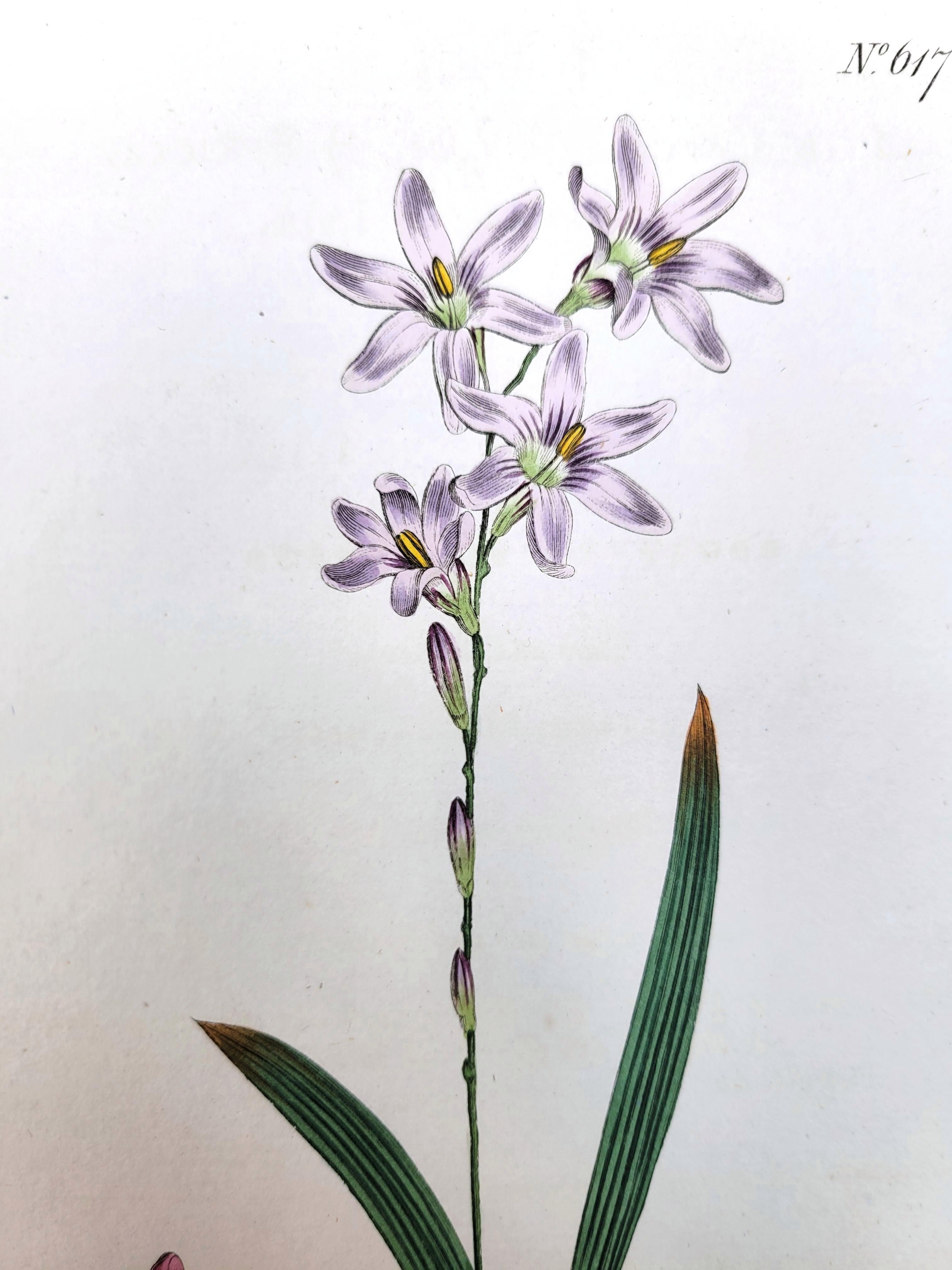 Set von sechs handkolorierten Gravuren aus Curtis' botanis Magazine /// Botany im Angebot 6