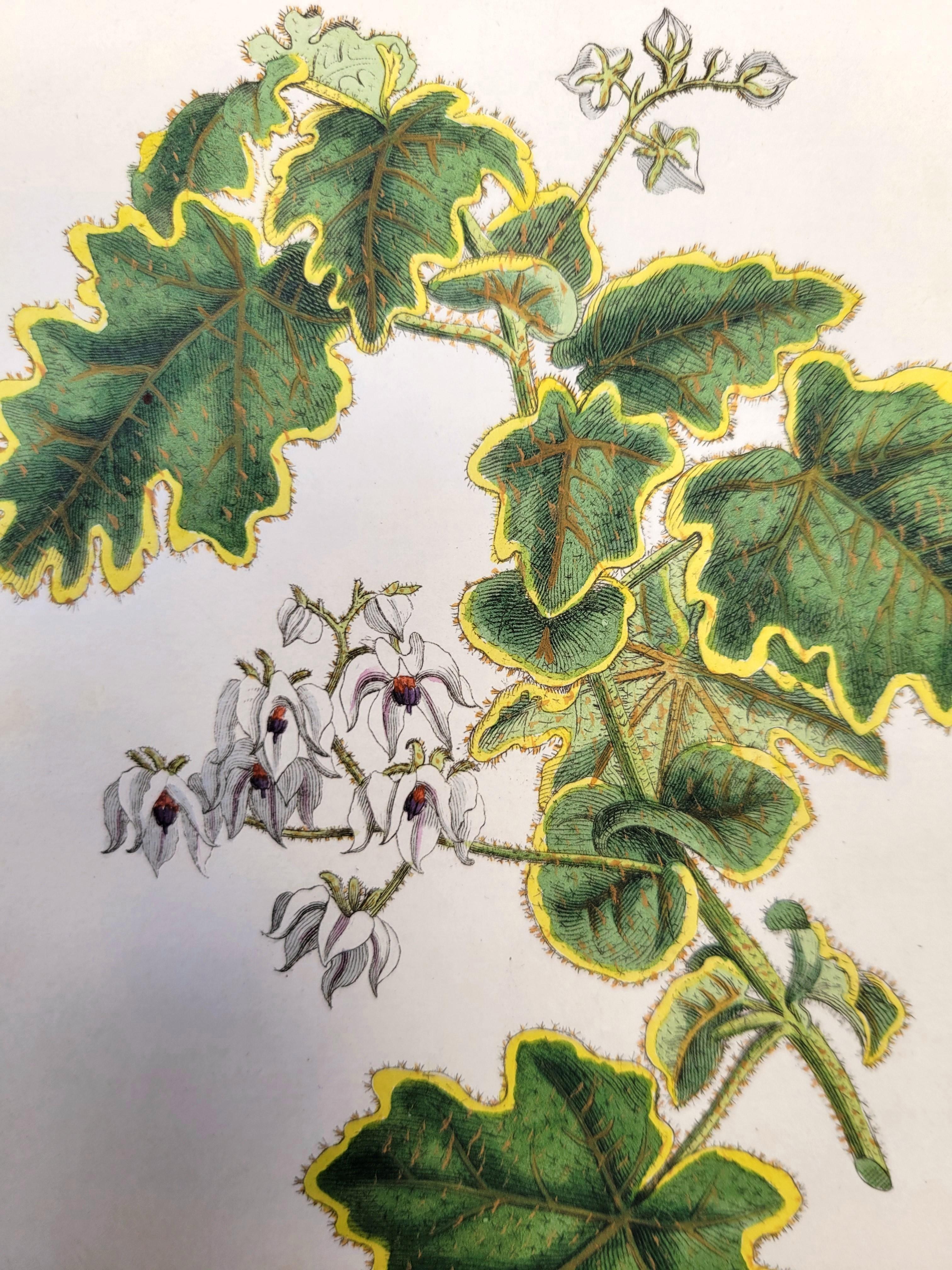 Set of Six Hand-Colored Engravings from Curtis's Botanical Magazine /// Botany For Sale 7