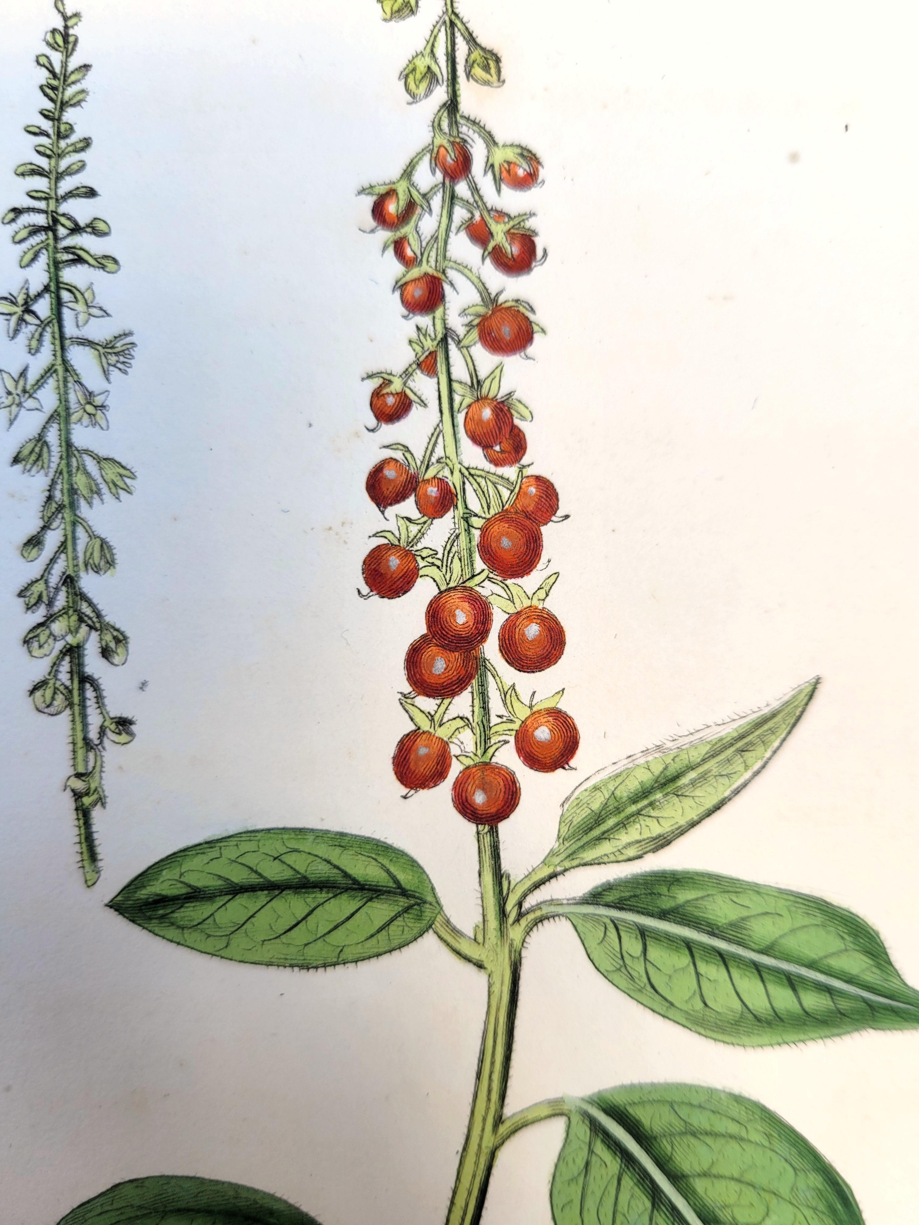 Conjunto de seis grabados coloreados a mano de la Revista Botánica de Curtis /// Botánica en venta 7