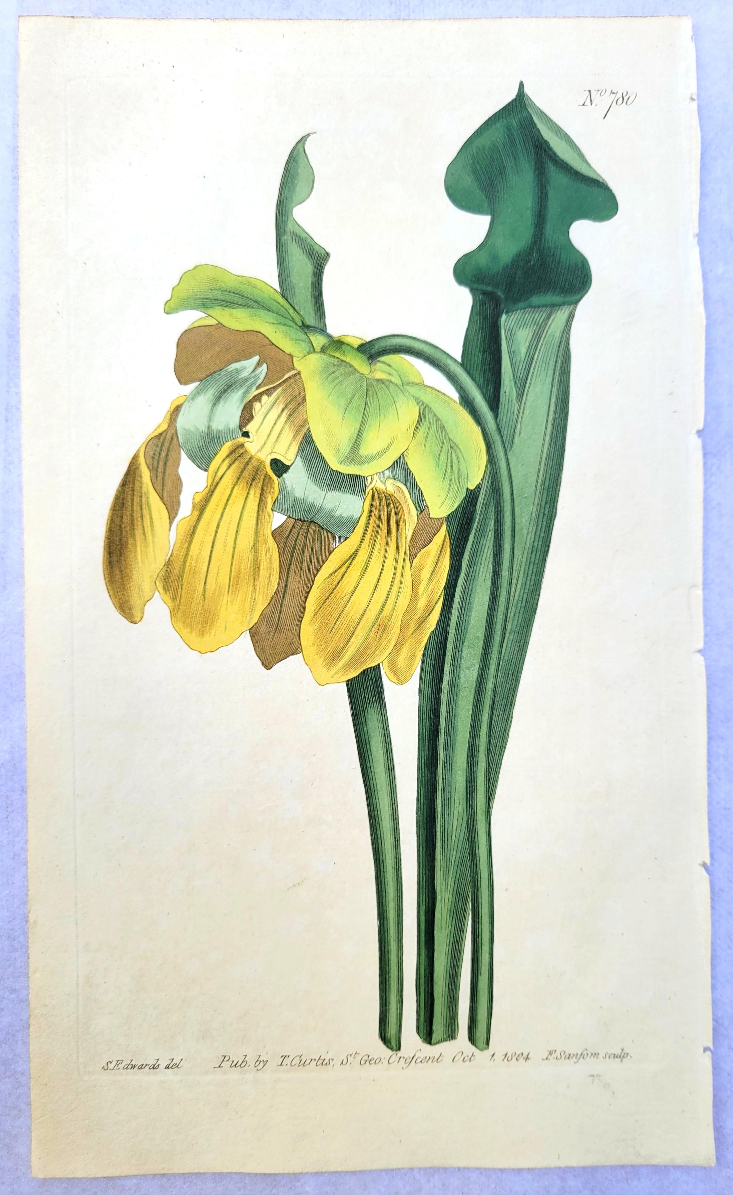 Set of Six Hand-Colored Engravings from Curtis's Botanical Magazine /// Botany For Sale 7