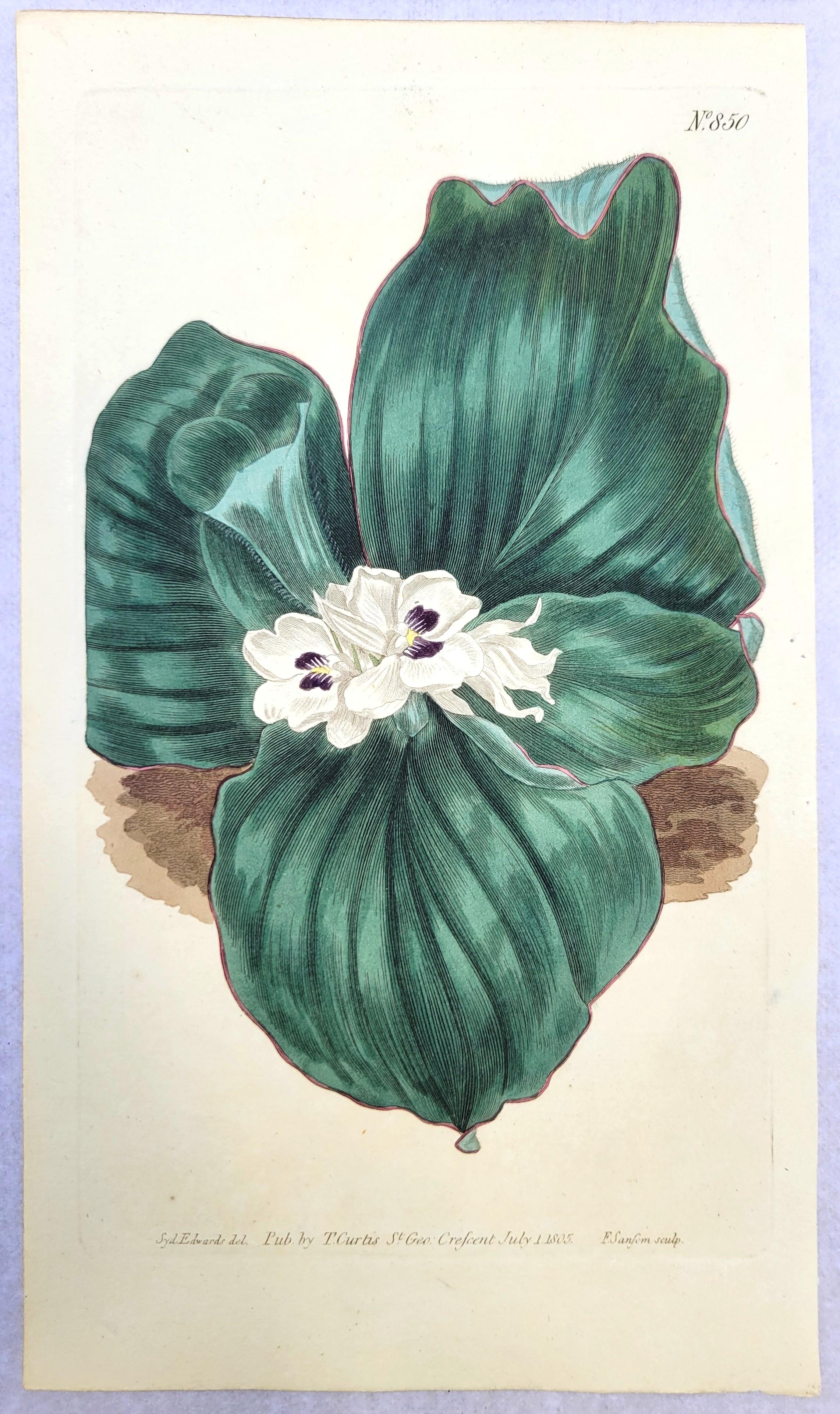 Ensemble de six gravures colorées à la main du magazine botanique de Curtis /// Botany en vente 7
