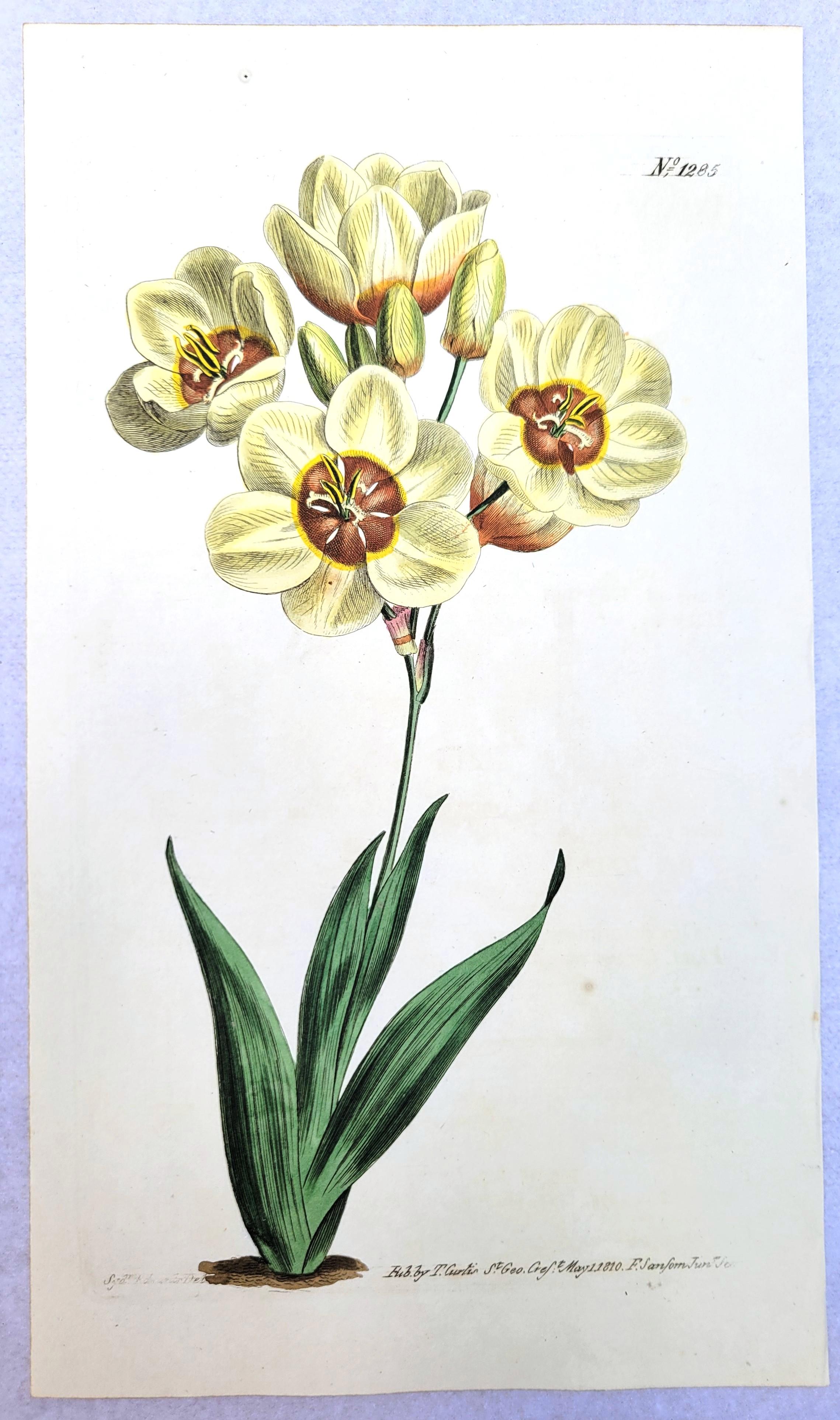 Set von sechs handkolorierten Gravuren aus Curtis' botanis Magazine /// Botany im Angebot 7