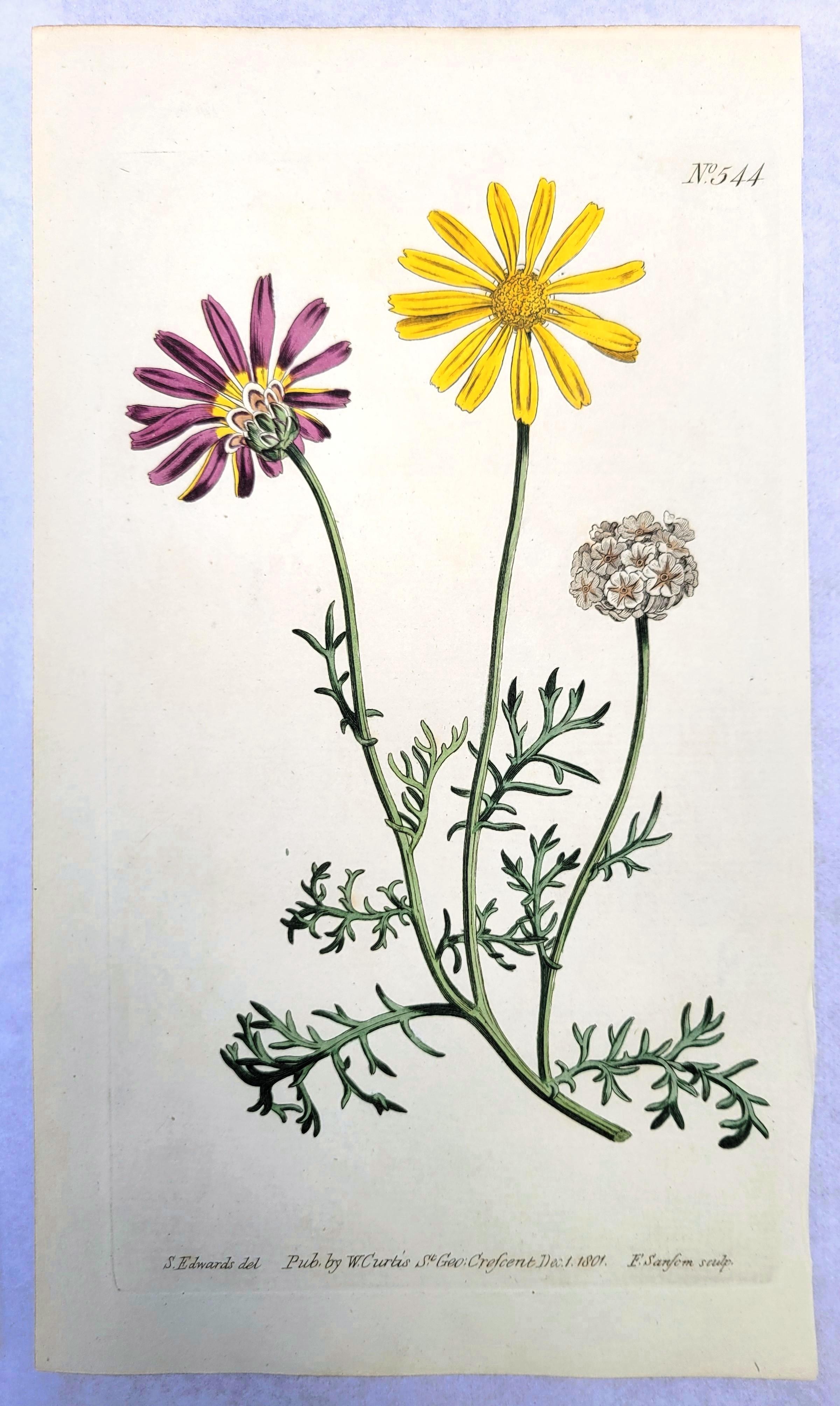 Set of Six Hand-Colored Engravings from Curtis's Botanical Magazine /// Botany For Sale 8
