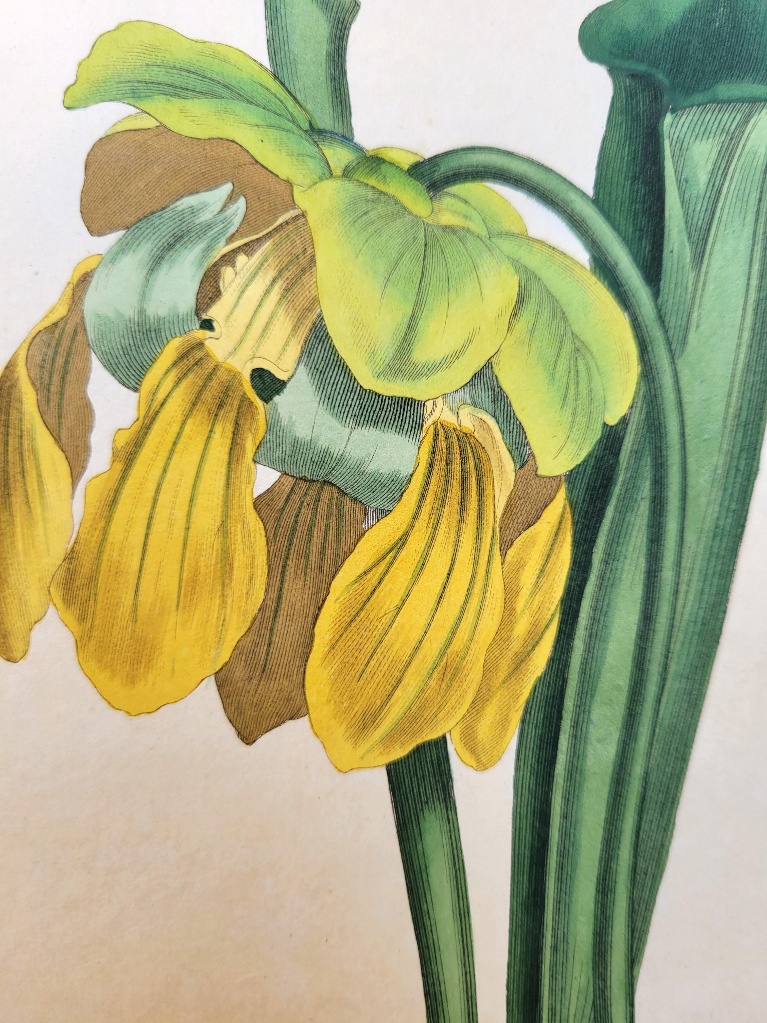 Set of Six Hand-Colored Engravings from Curtis's Botanical Magazine /// Botany For Sale 8