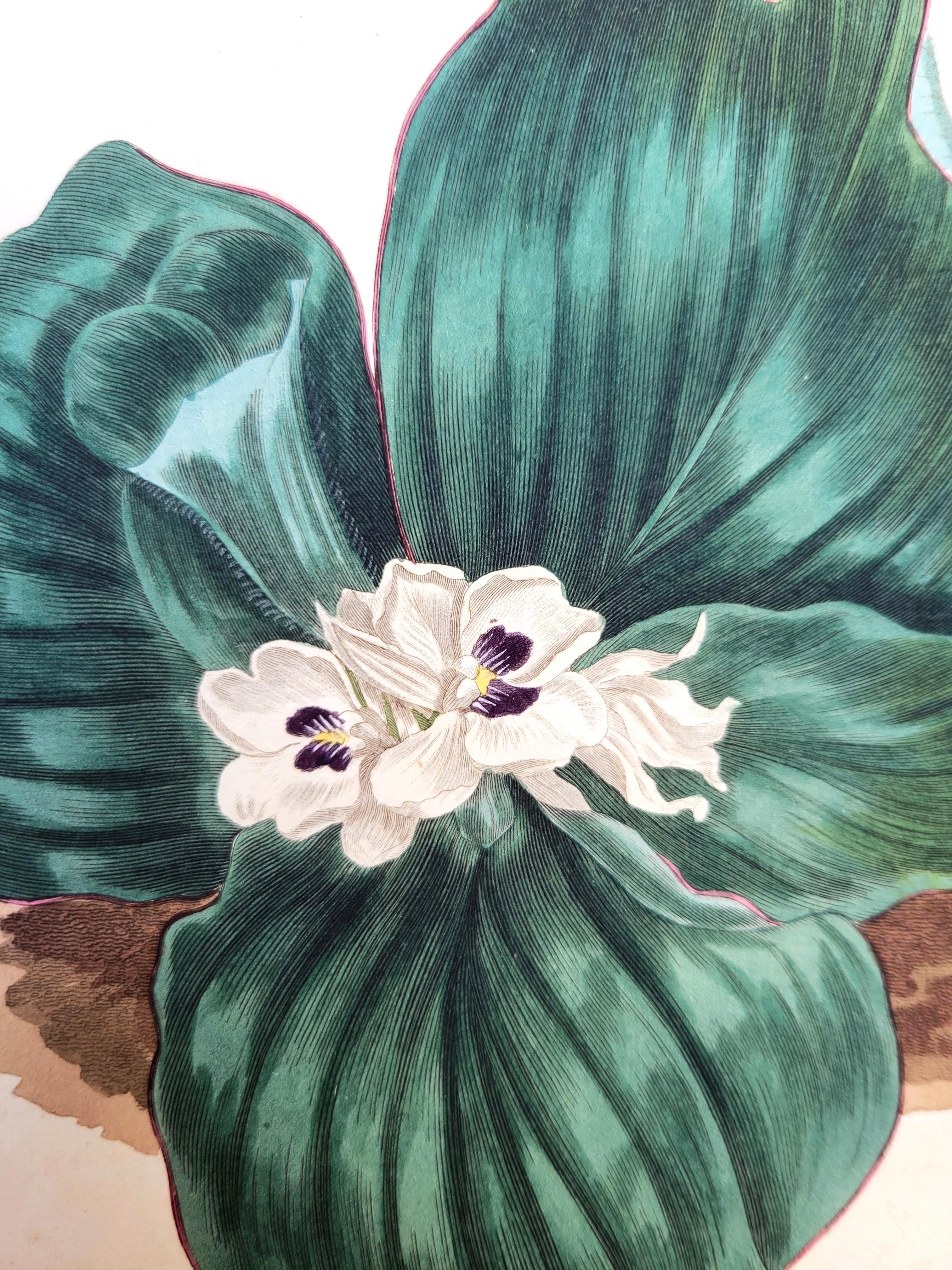 Ensemble de six gravures colorées à la main du magazine botanique de Curtis /// Botany en vente 8