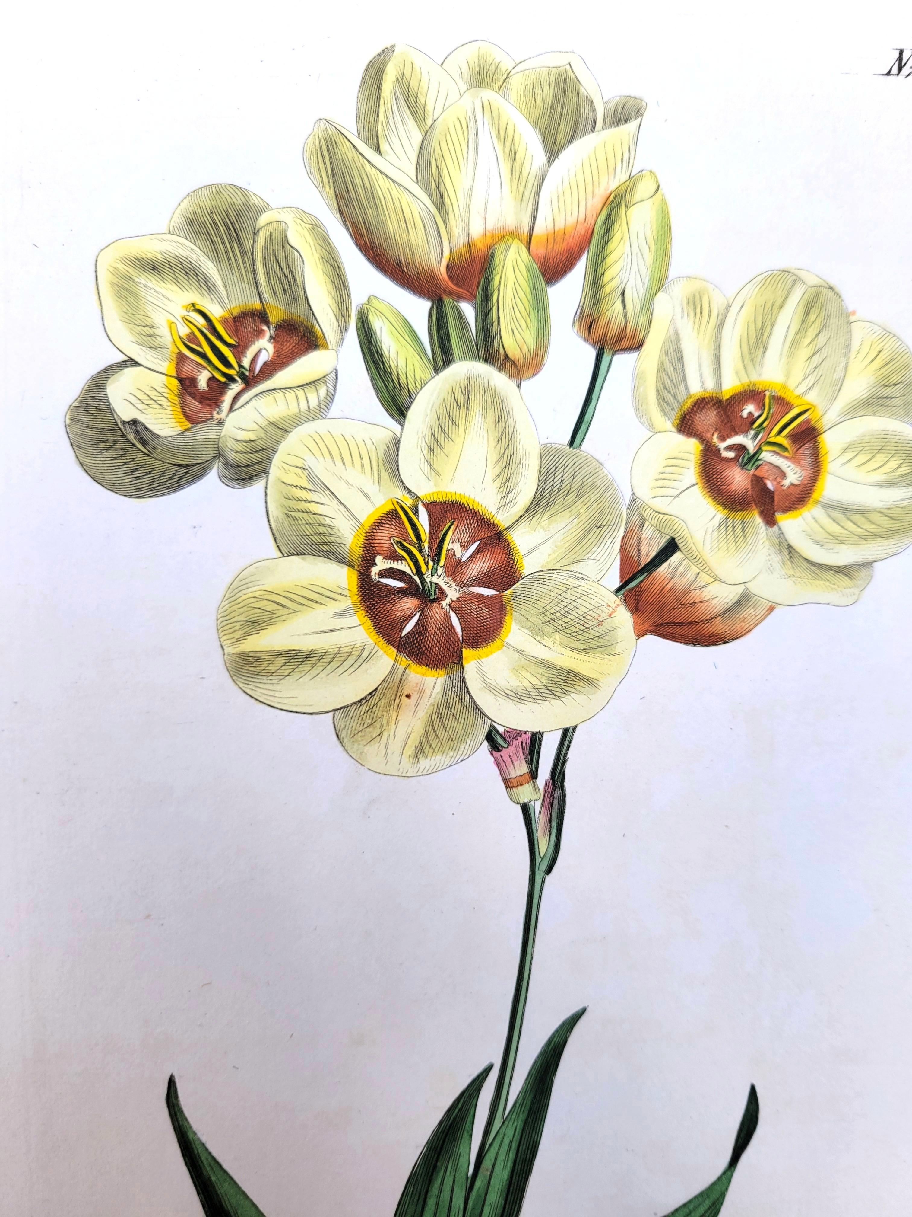 Set von sechs handkolorierten Gravuren aus Curtis' botanis Magazine /// Botany im Angebot 8