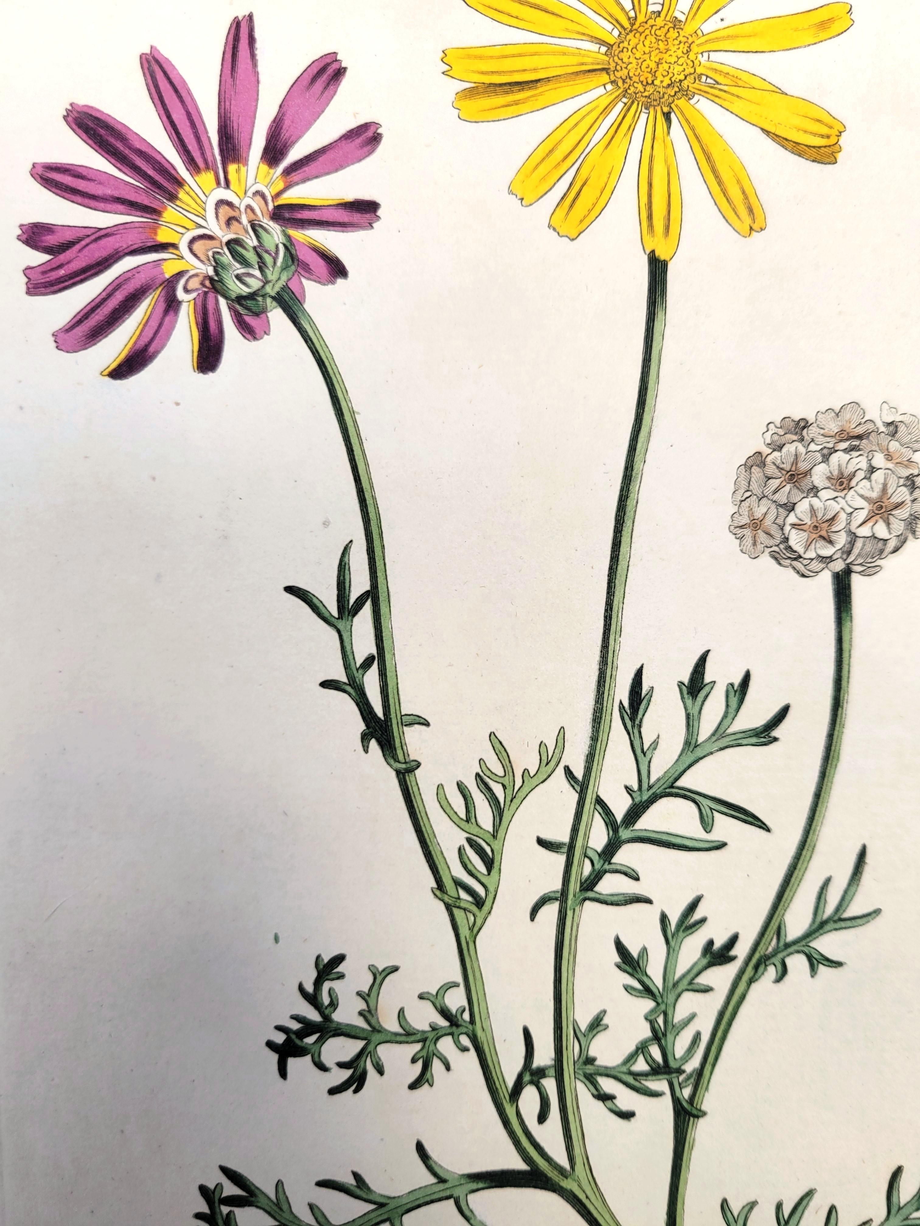 Set of Six Hand-Colored Engravings from Curtis's Botanical Magazine /// Botany For Sale 9