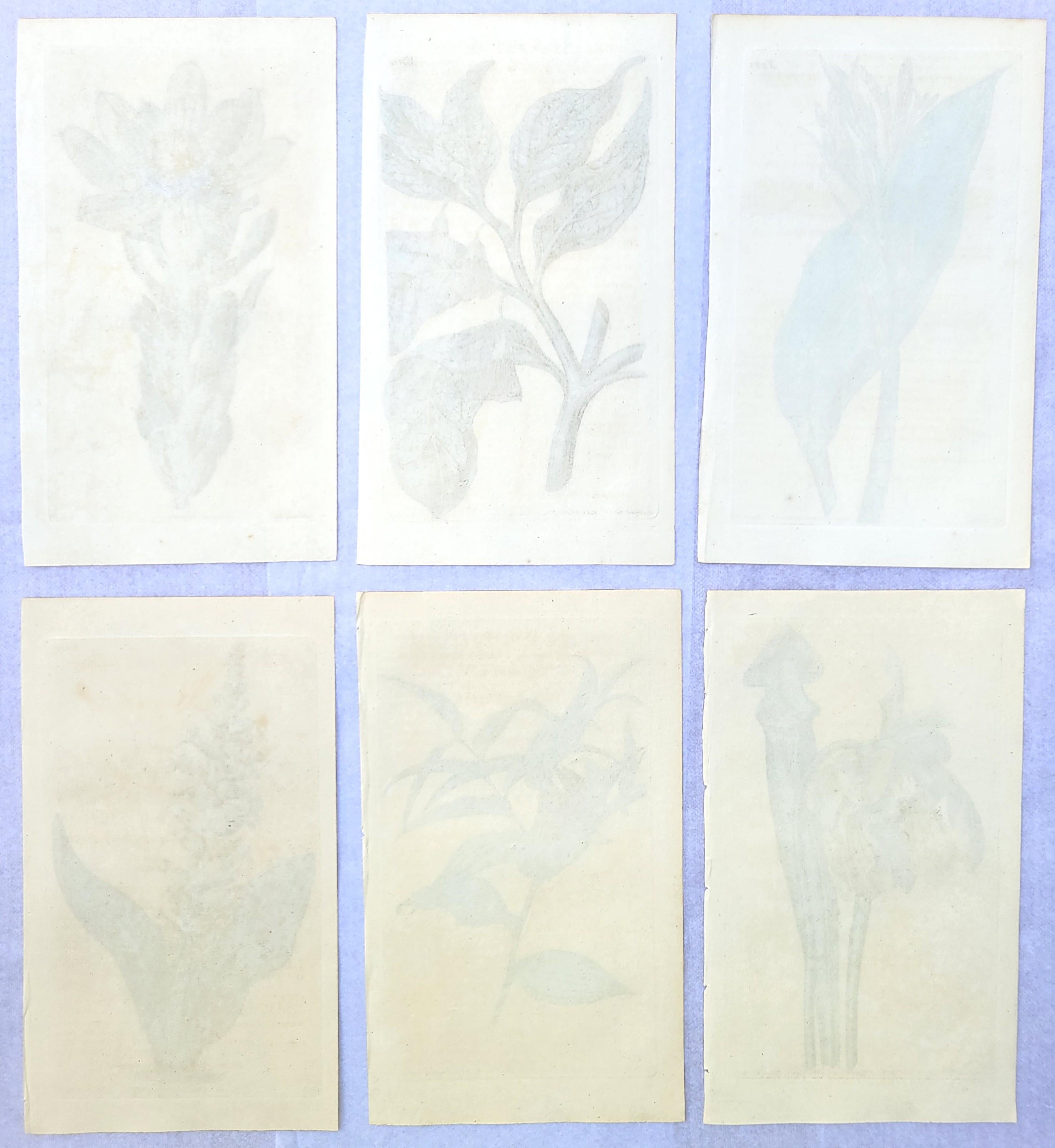 Set of Six Hand-Colored Engravings from Curtis's Botanical Magazine /// Botany For Sale 9