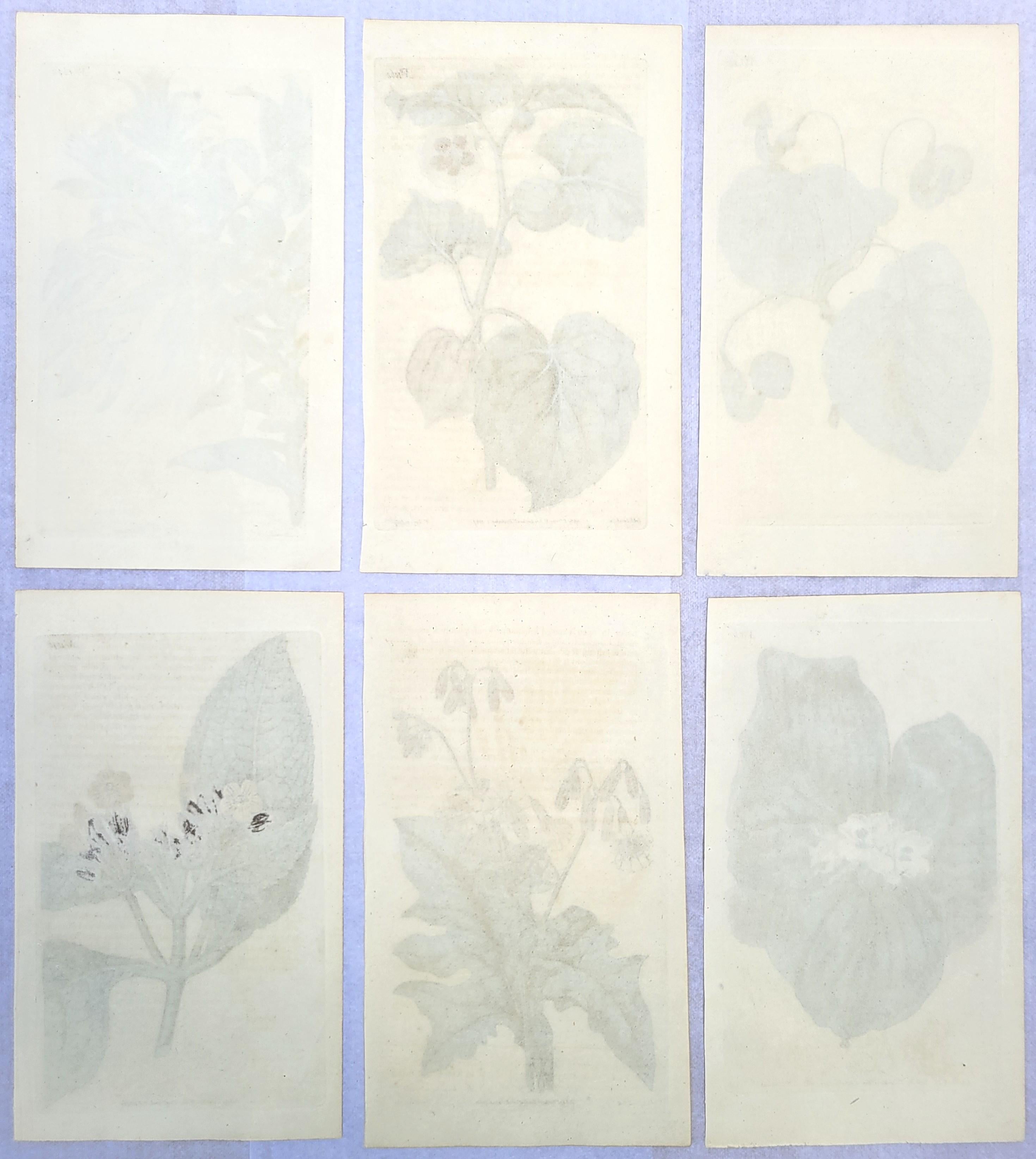 Ensemble de six gravures colorées à la main du magazine botanique de Curtis /// Botany en vente 9