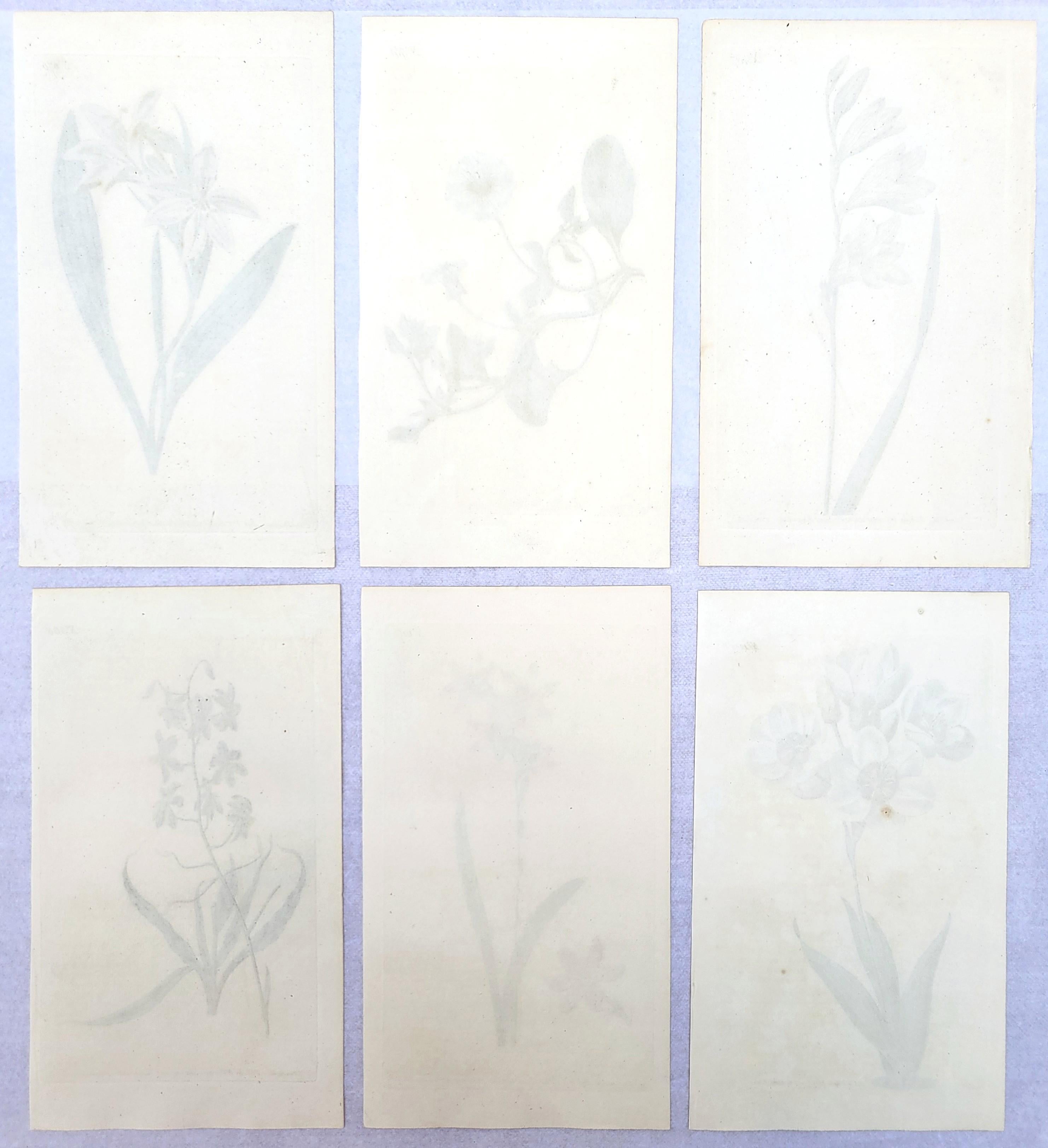 Set von sechs handkolorierten Gravuren aus Curtis' botanis Magazine /// Botany im Angebot 9