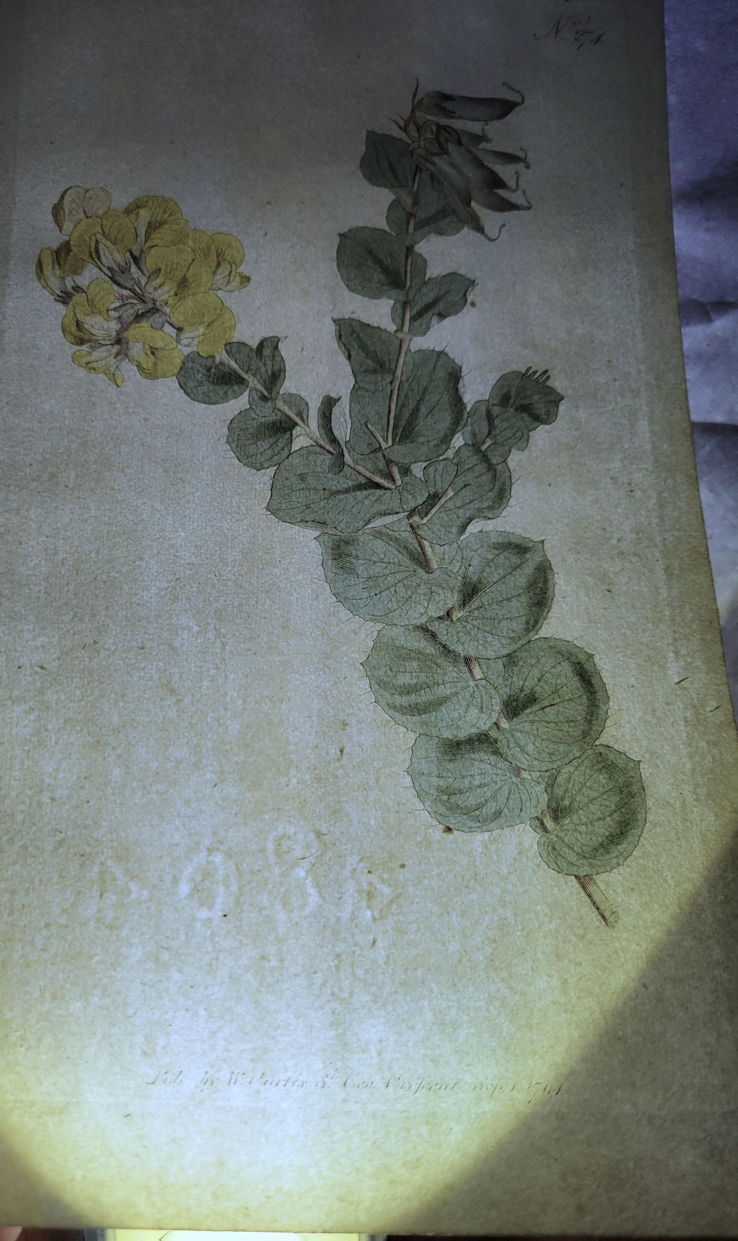 Set of Six Hand-Colored Engravings from Curtis's Botanical Magazine /// Botany For Sale 10