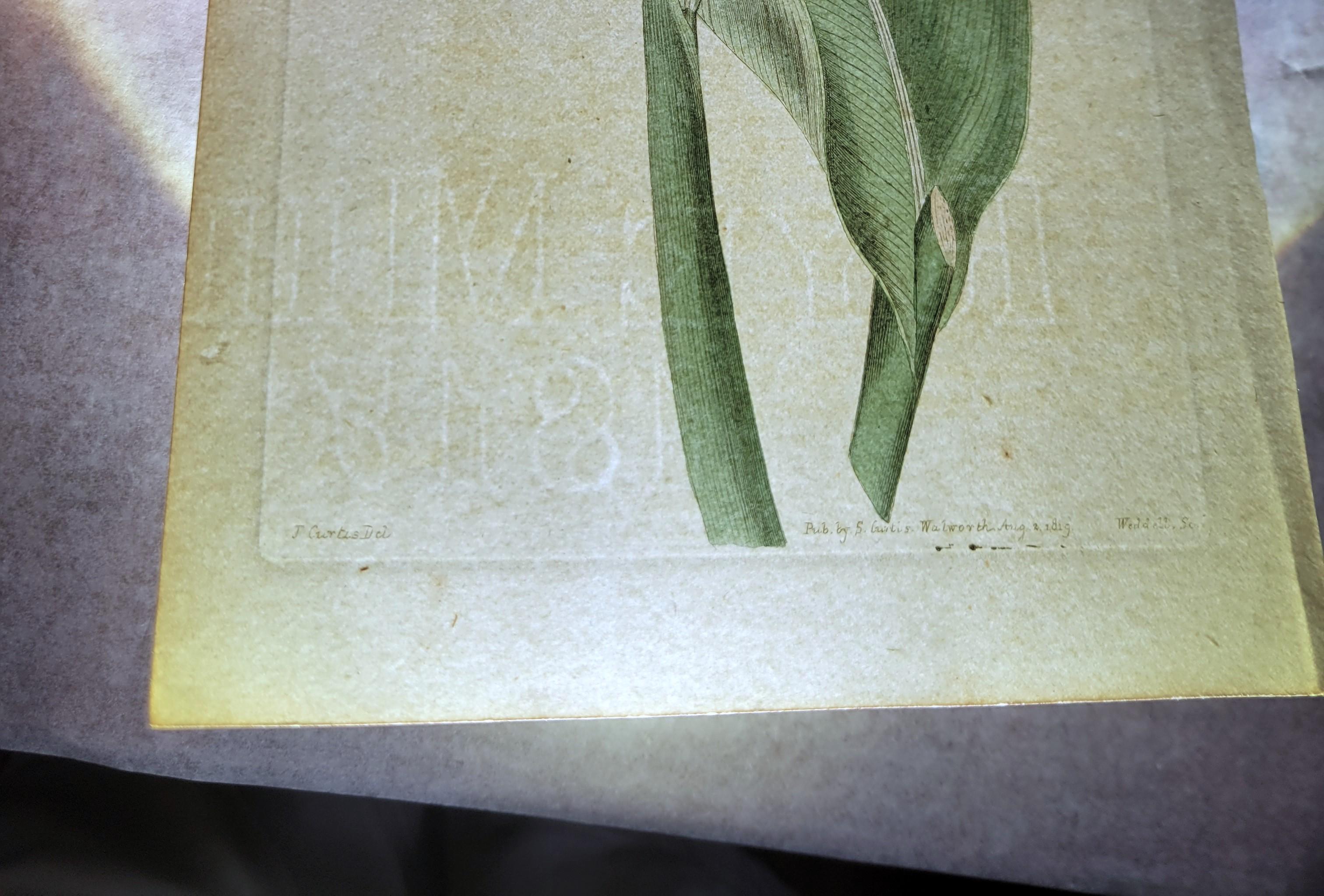 Set of Six Hand-Colored Engravings from Curtis's Botanical Magazine /// Botany For Sale 10