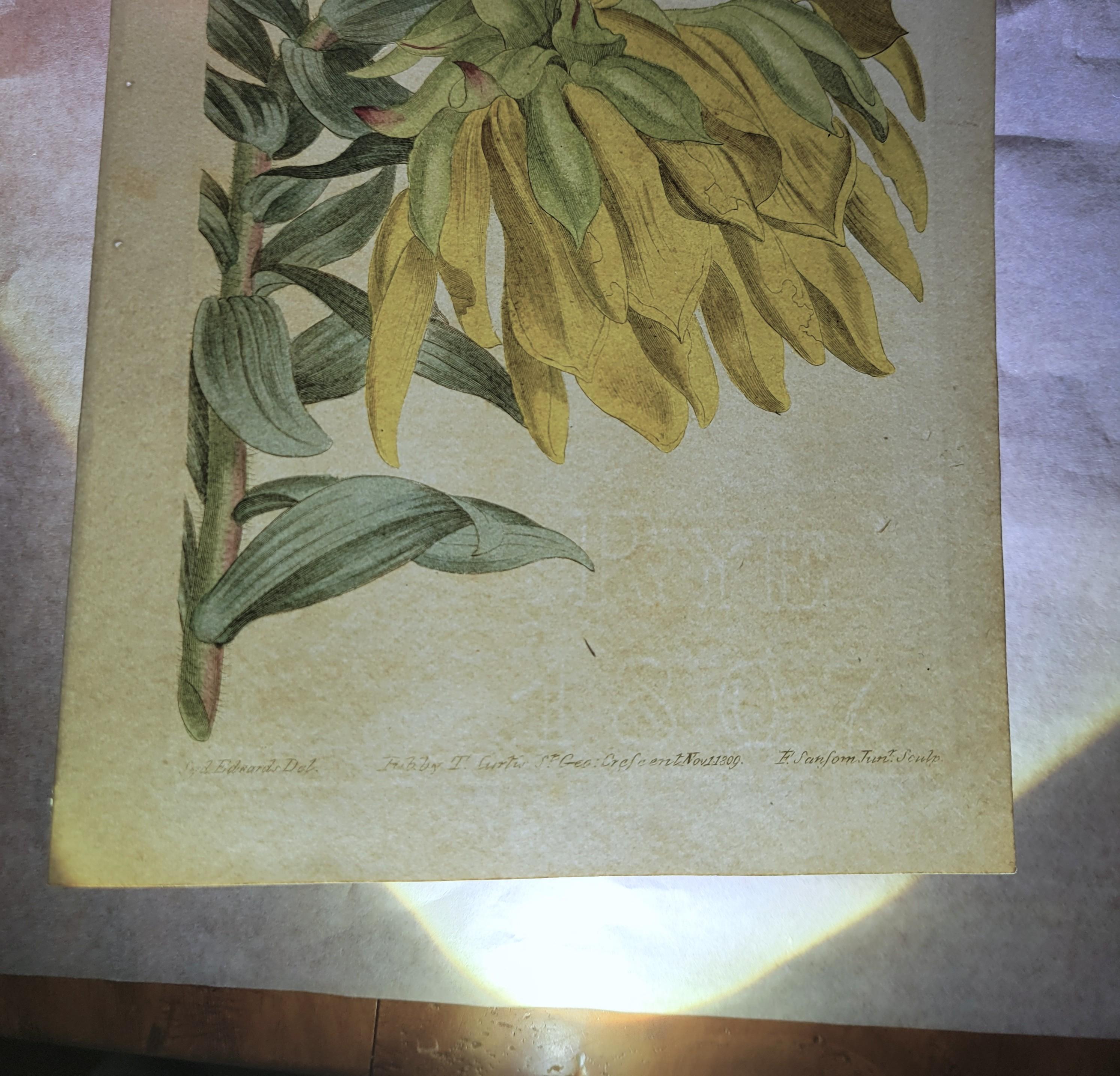 Ensemble de six gravures colorées à la main du magazine botanique de Curtis /// Botany en vente 10