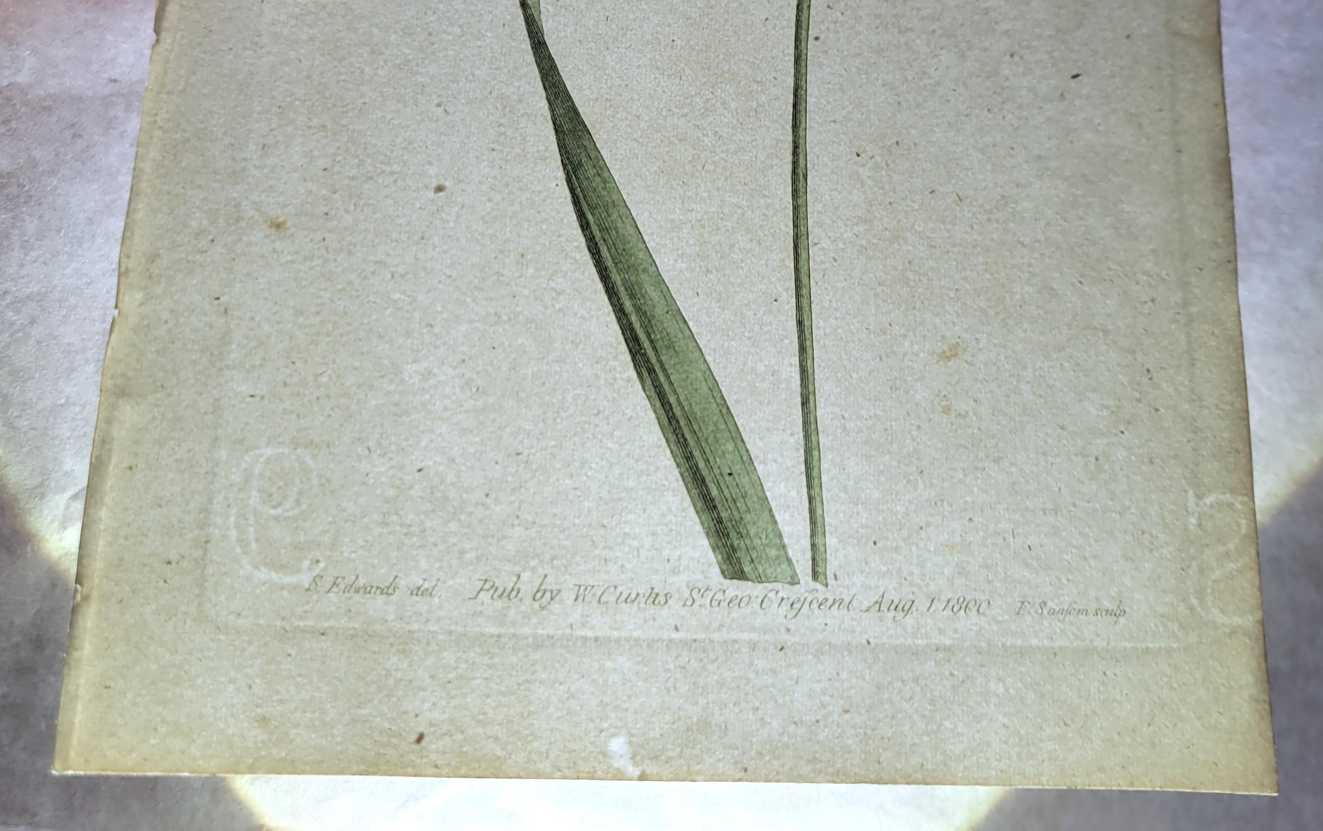 Set von sechs handkolorierten Gravuren aus Curtis' botanis Magazine /// Botany im Angebot 10