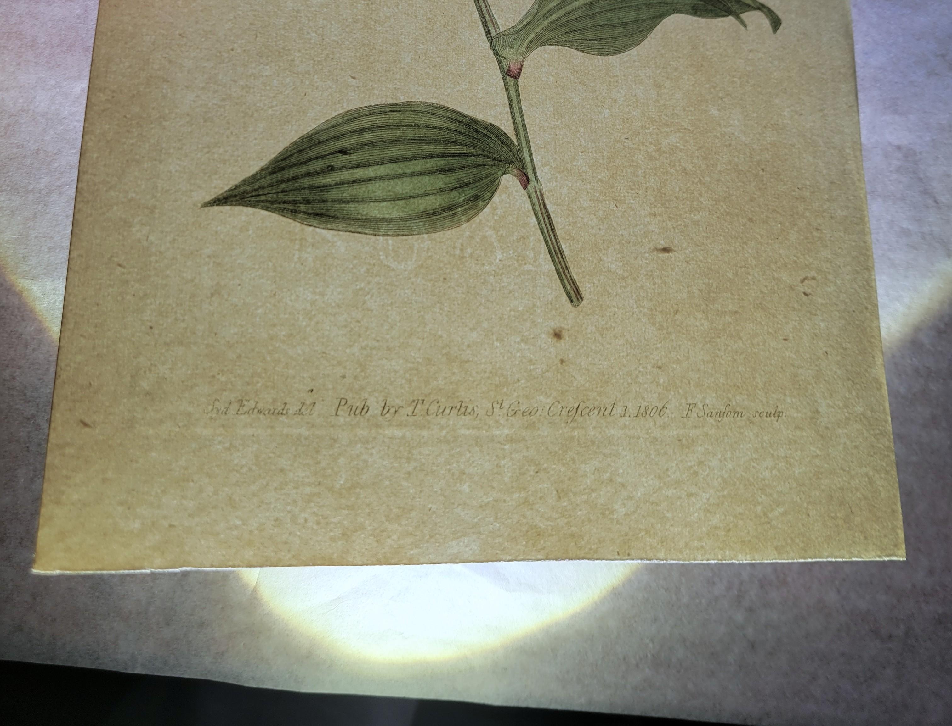Set of Six Hand-Colored Engravings from Curtis's Botanical Magazine /// Botany For Sale 11