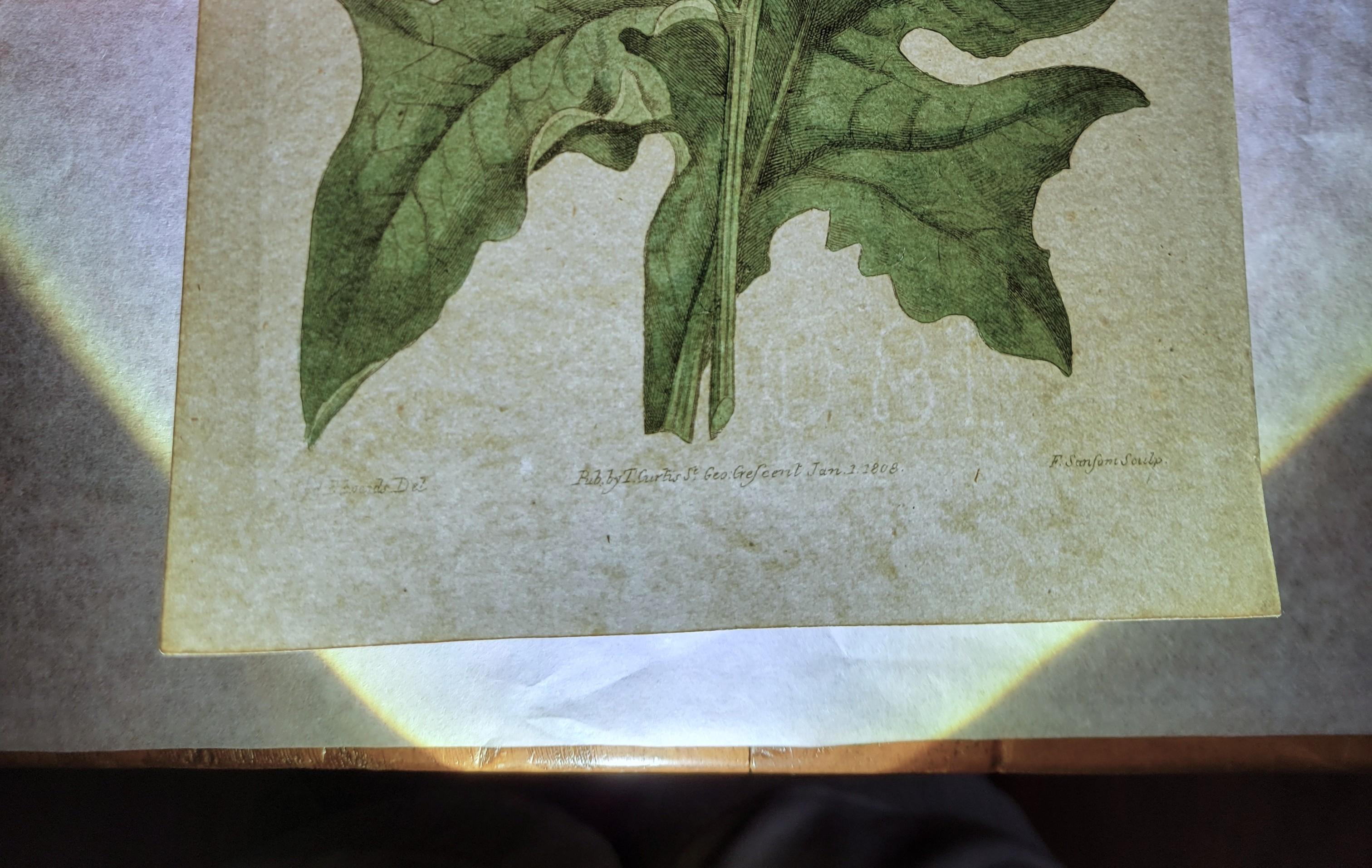 Ensemble de six gravures colorées à la main du magazine botanique de Curtis /// Botany en vente 11