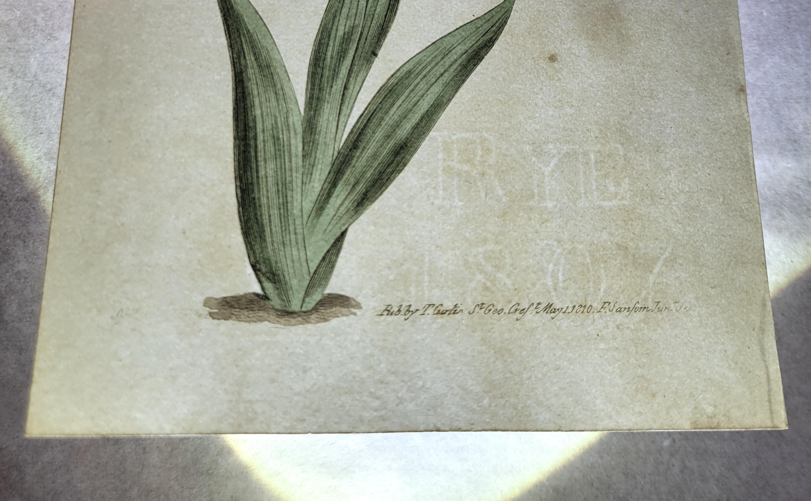 Set von sechs handkolorierten Gravuren aus Curtis' botanis Magazine /// Botany im Angebot 11