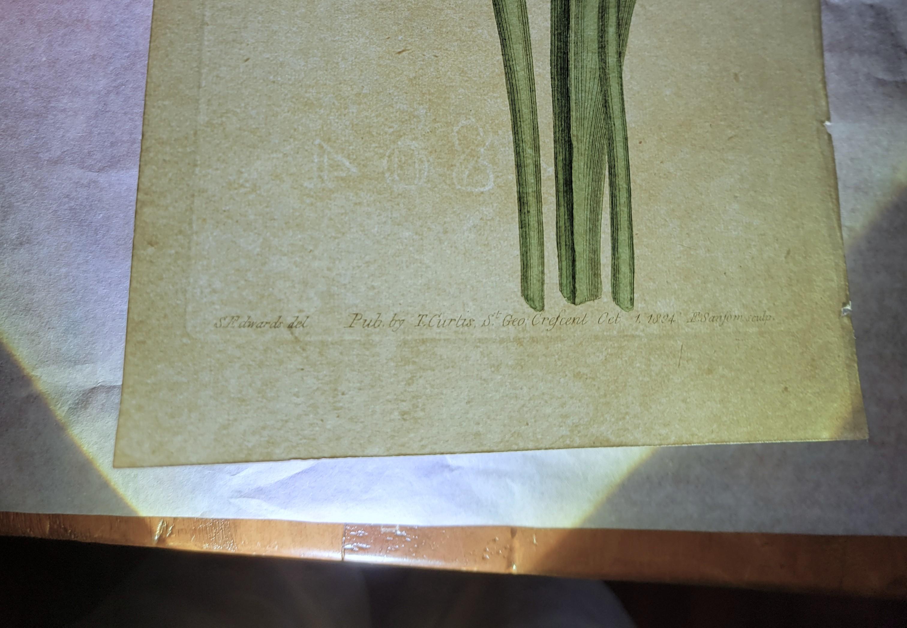 Set of Six Hand-Colored Engravings from Curtis's Botanical Magazine /// Botany For Sale 12