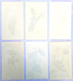 Ensemble de six gravures colorées à la main du magazine botanique de Curtis /// Botany